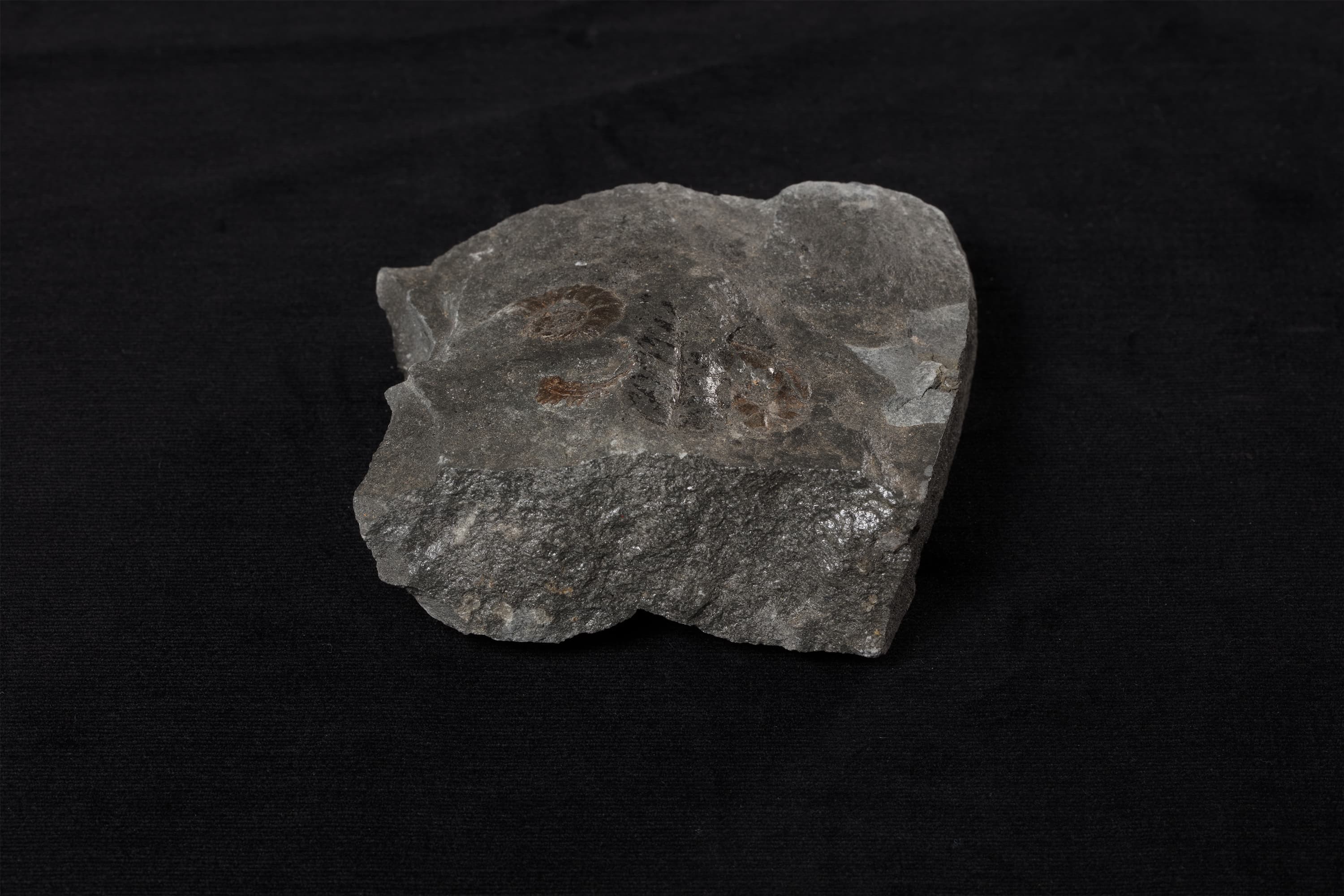 アンモナイト　ヒパカンソプリテス サブコルヌエリアヌス，アンモナイト　ミヤコセラス？9画像2