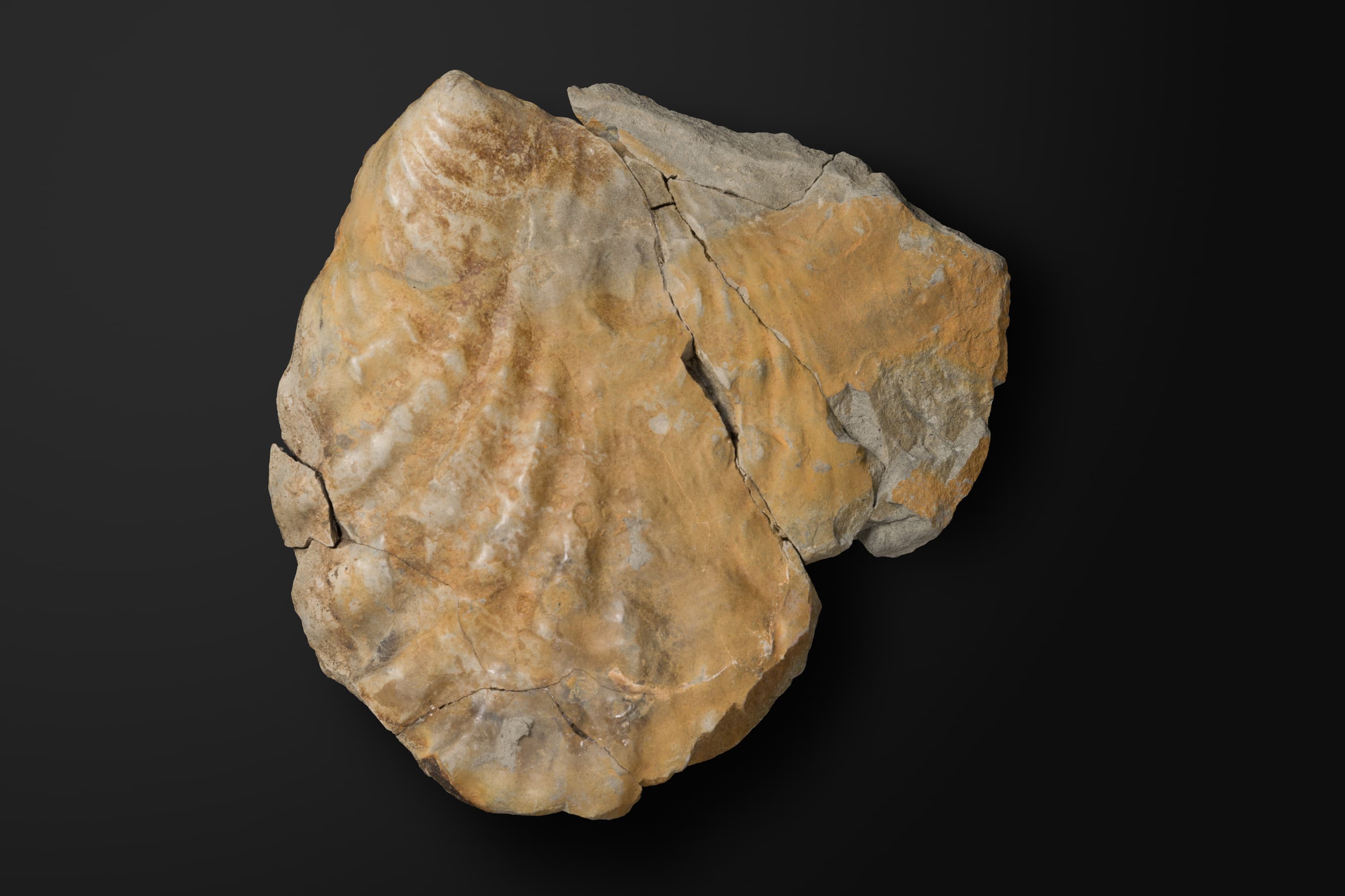 二枚貝　イノセラムスの一種1