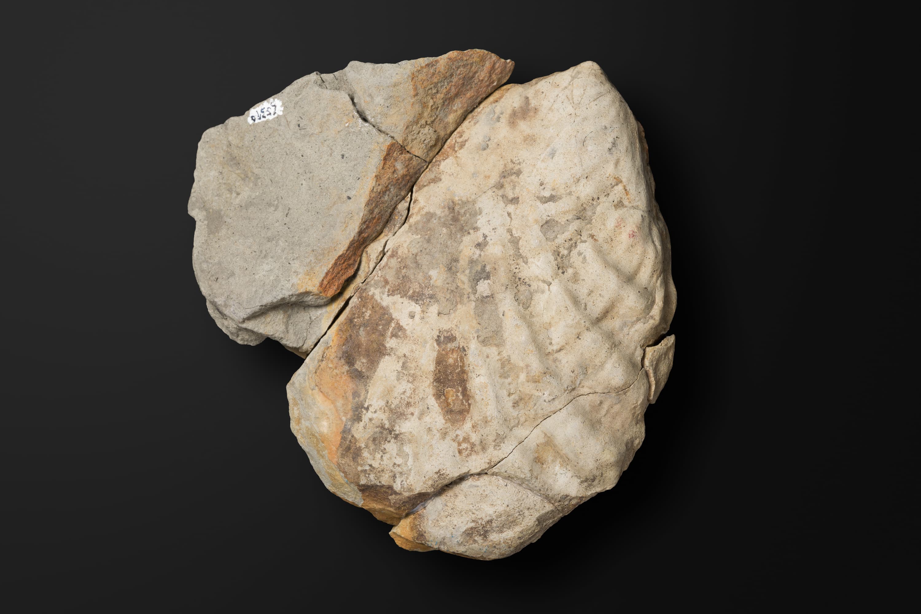 二枚貝　イノセラムスの一種2