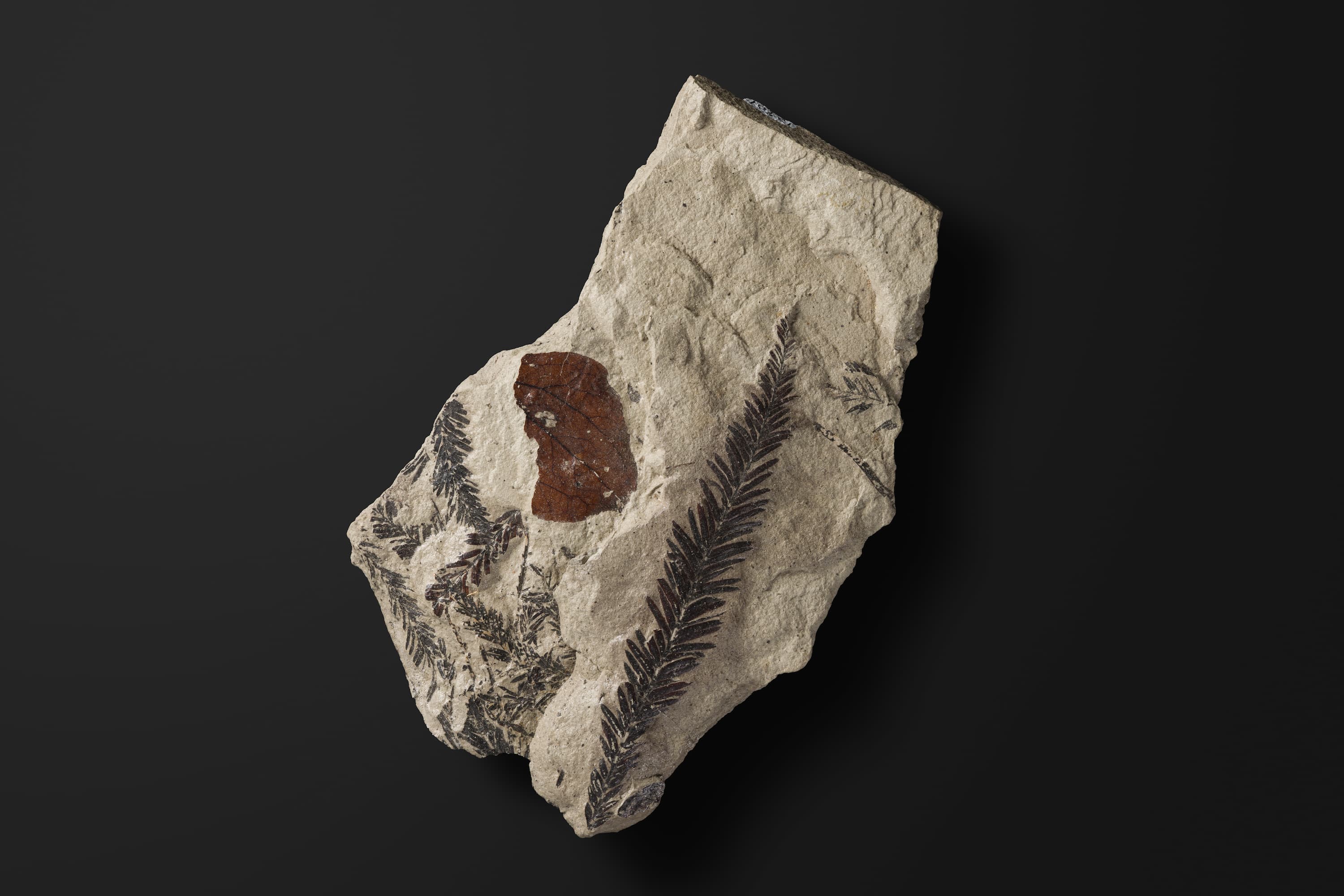 裸子植物　ヌマスギ1