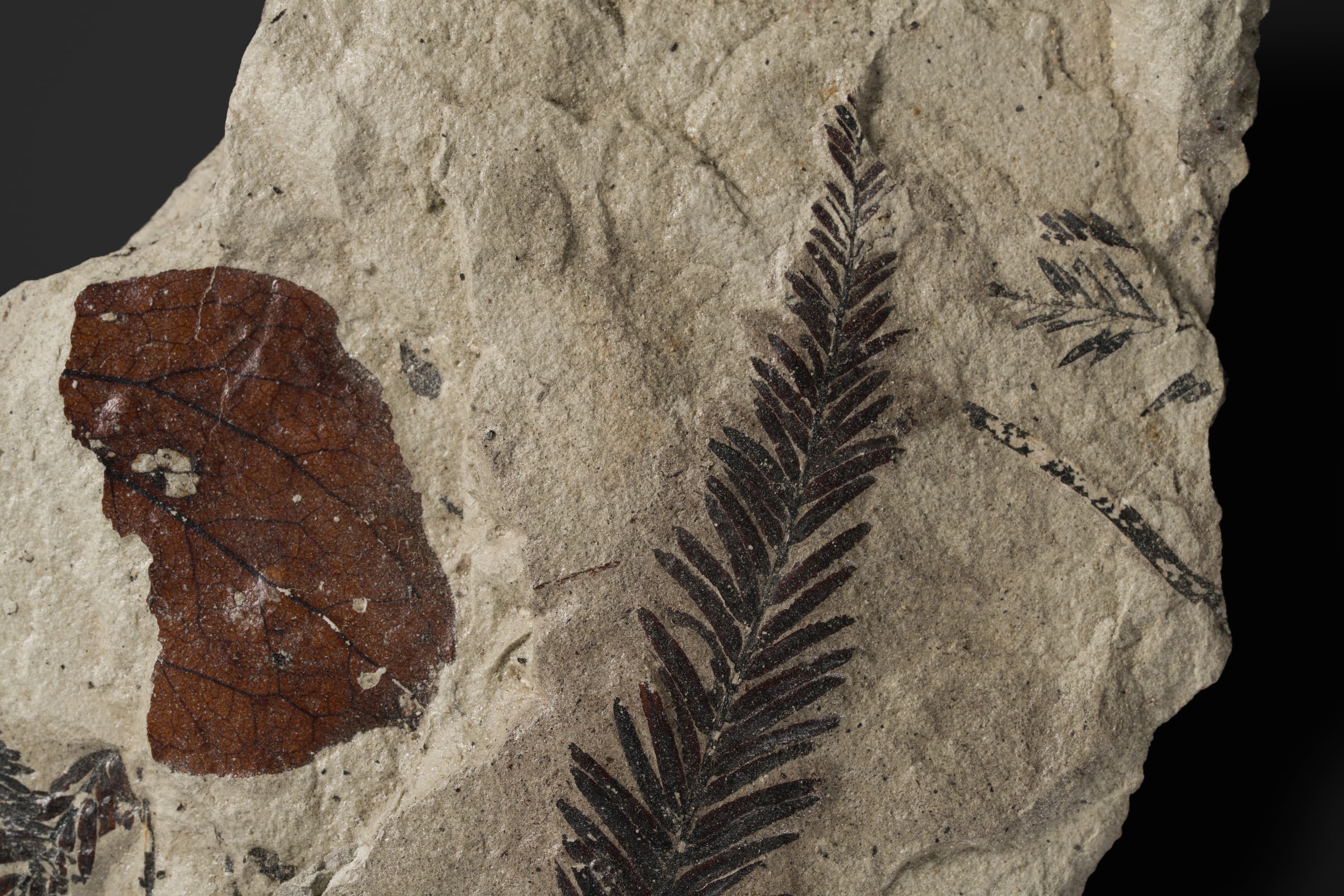 裸子植物　ヌマスギ2