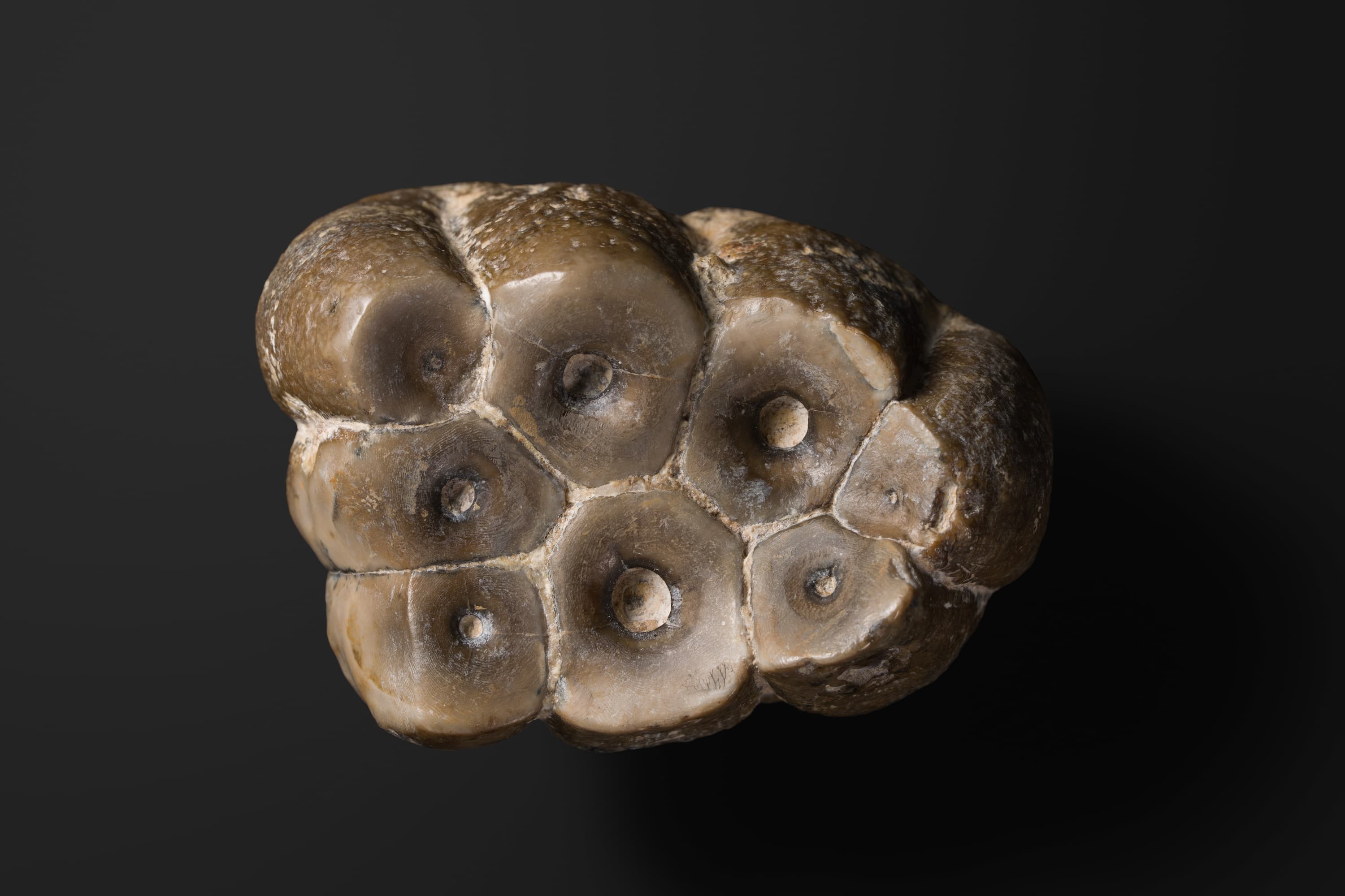 ほ乳類　デスモスチルスの上顎大臼歯1