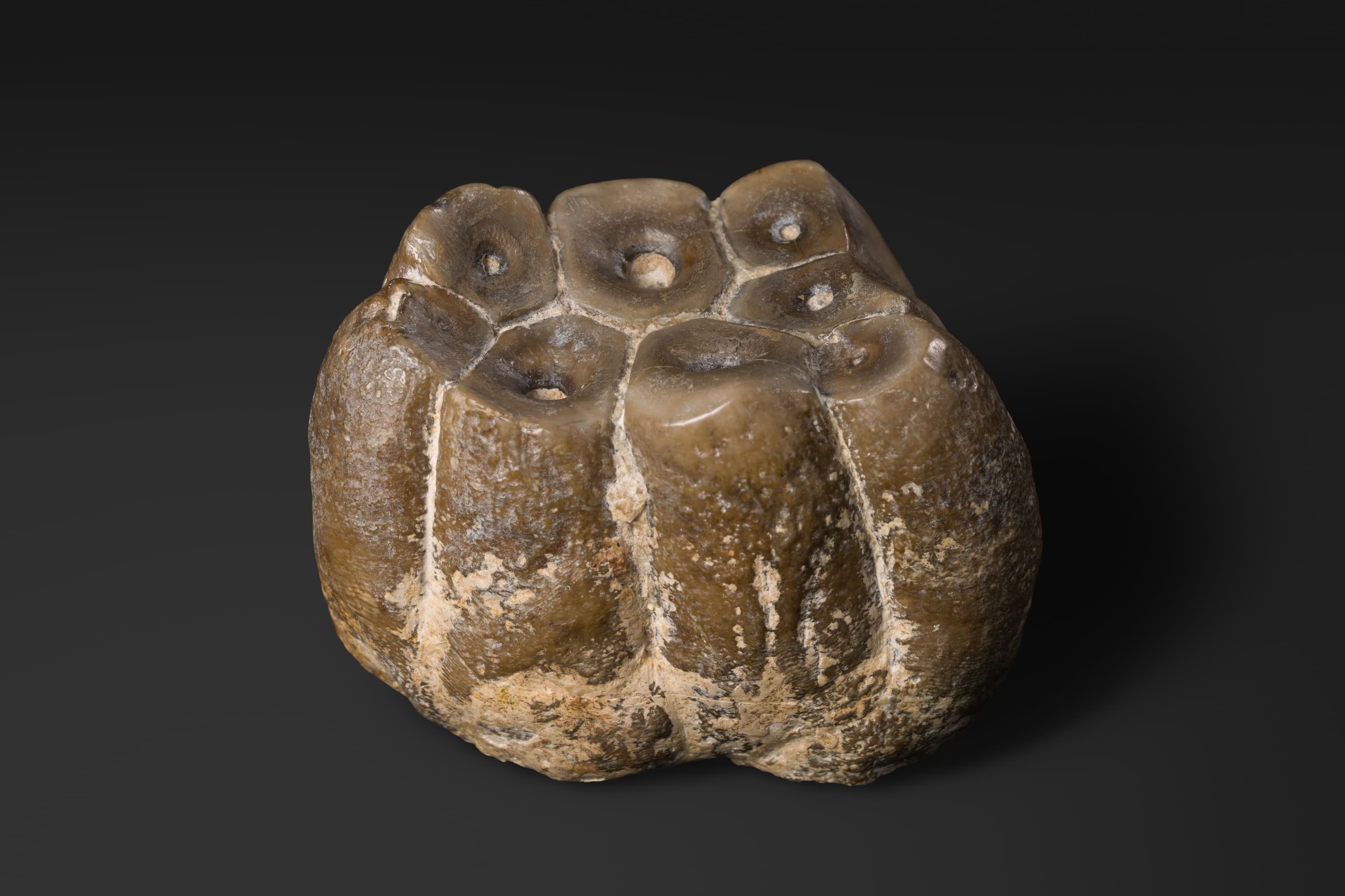 ほ乳類　デスモスチルスの上顎大臼歯2