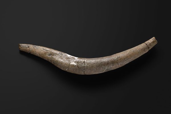 は虫類　クビナガリュウの腹肋骨画像