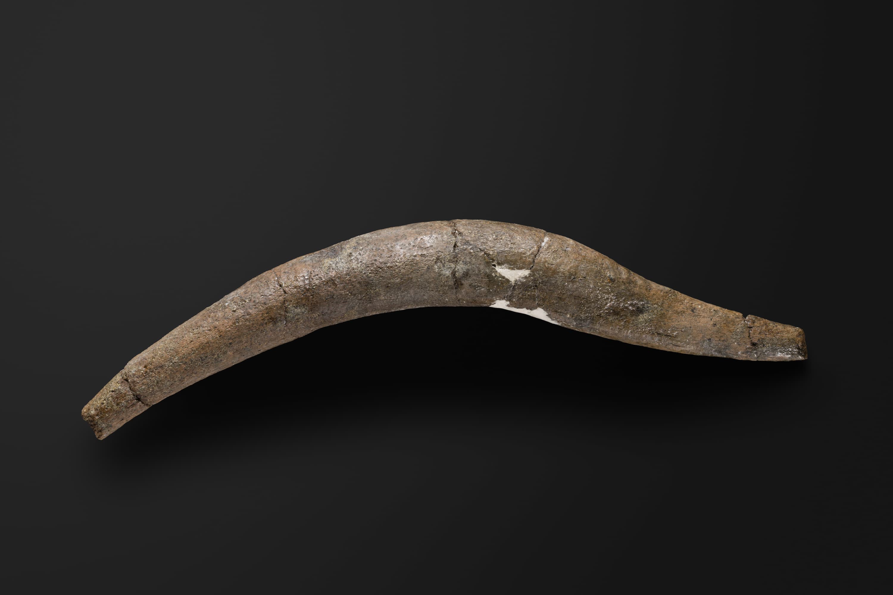 は虫類　クビナガリュウの腹肋骨2