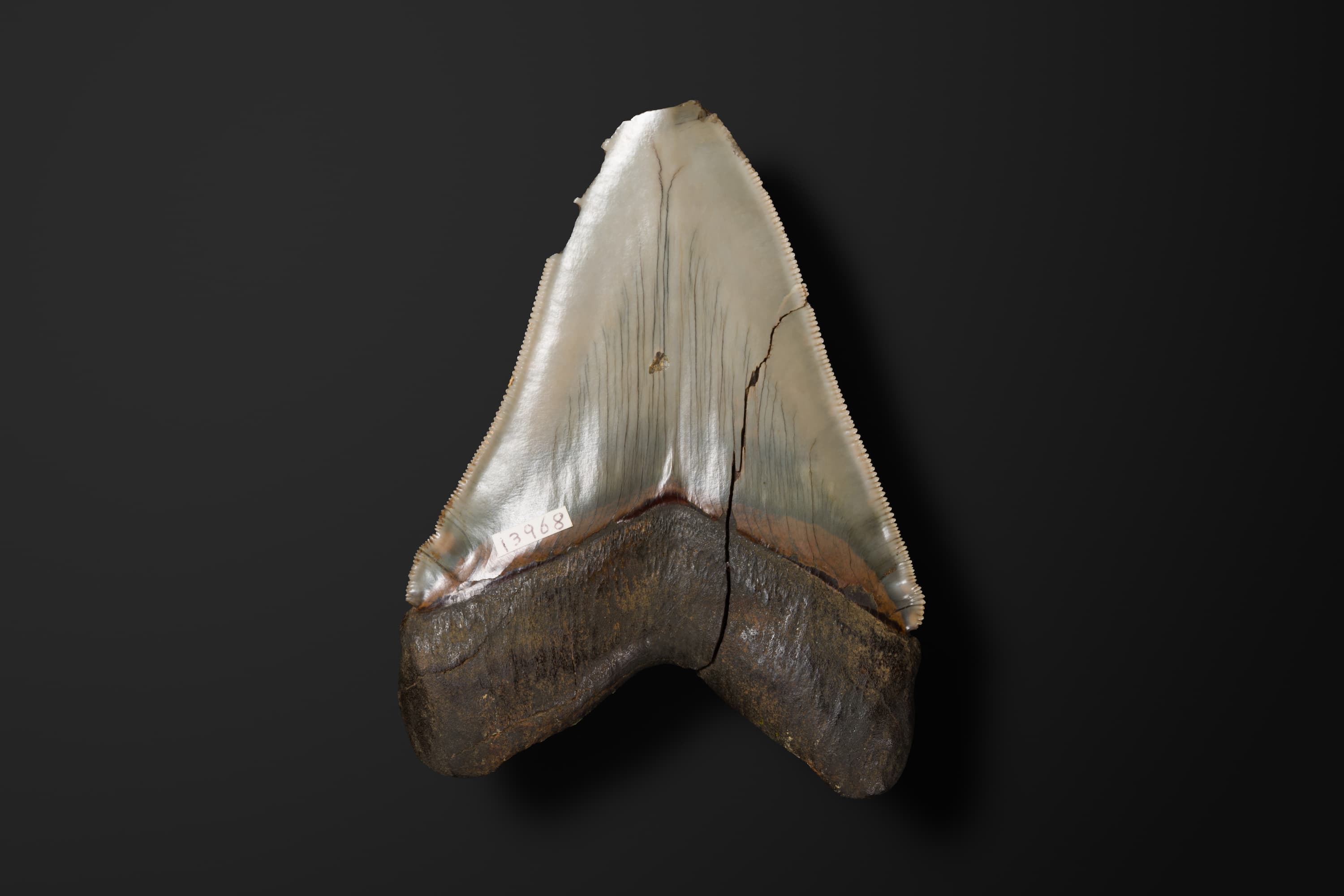 魚類　ムカシオオホホジロザメの右下顎歯2