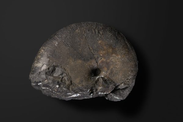 アンモナイト　エウフィロセラス カリフォルニカム画像