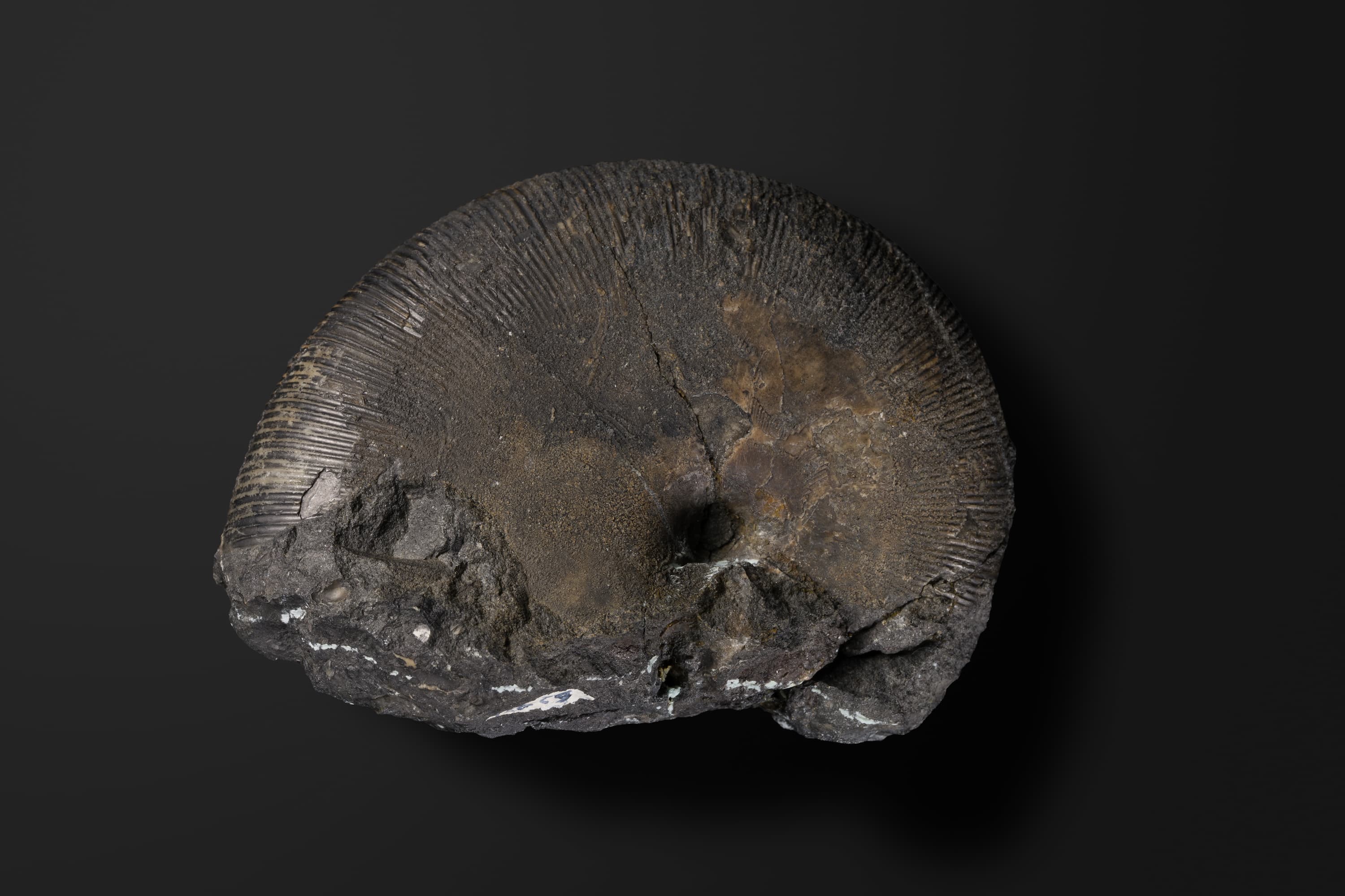 アンモナイト　エウフィロセラス カリフォルニカム1