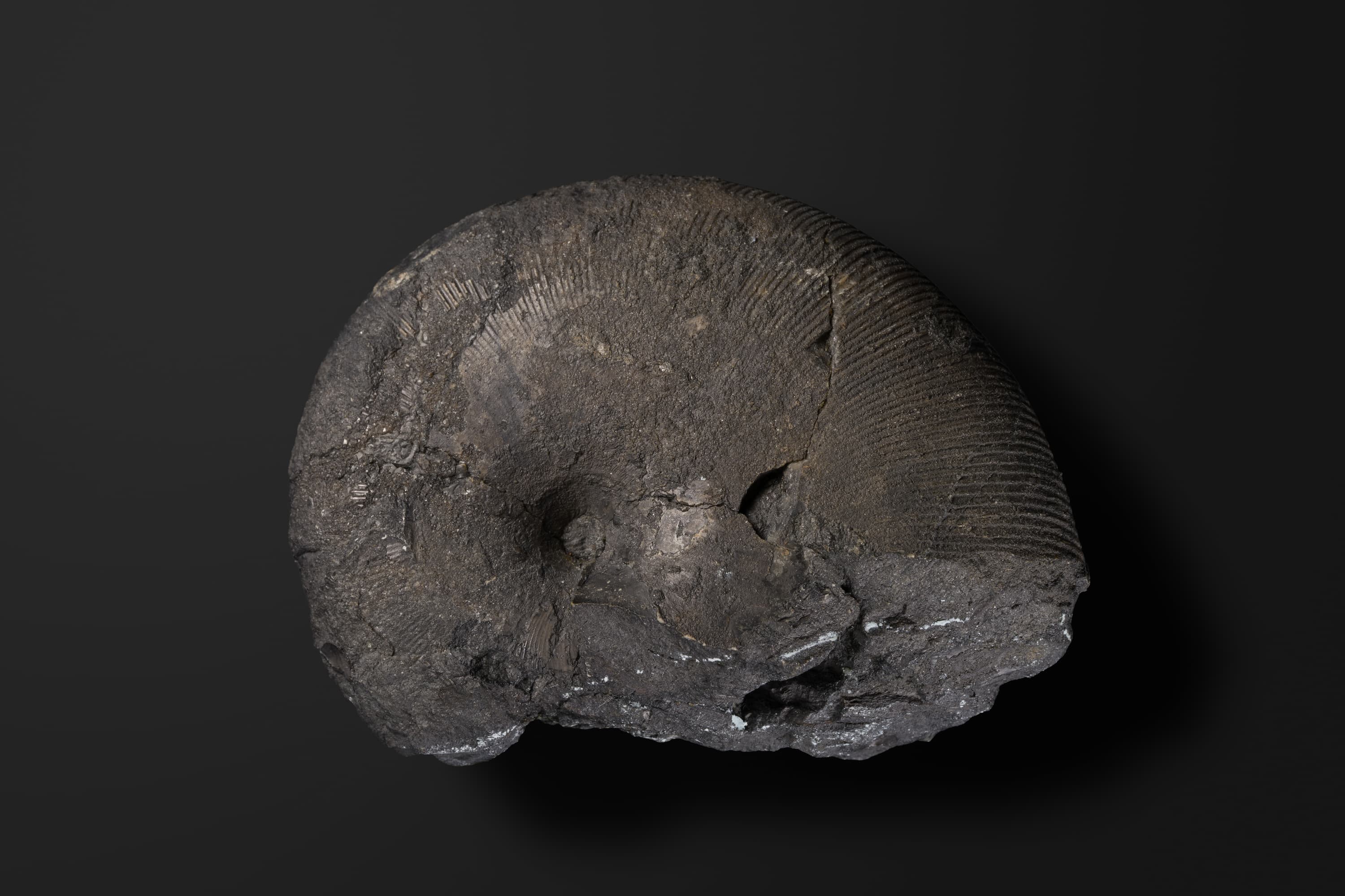 アンモナイト　エウフィロセラス カリフォルニカム2