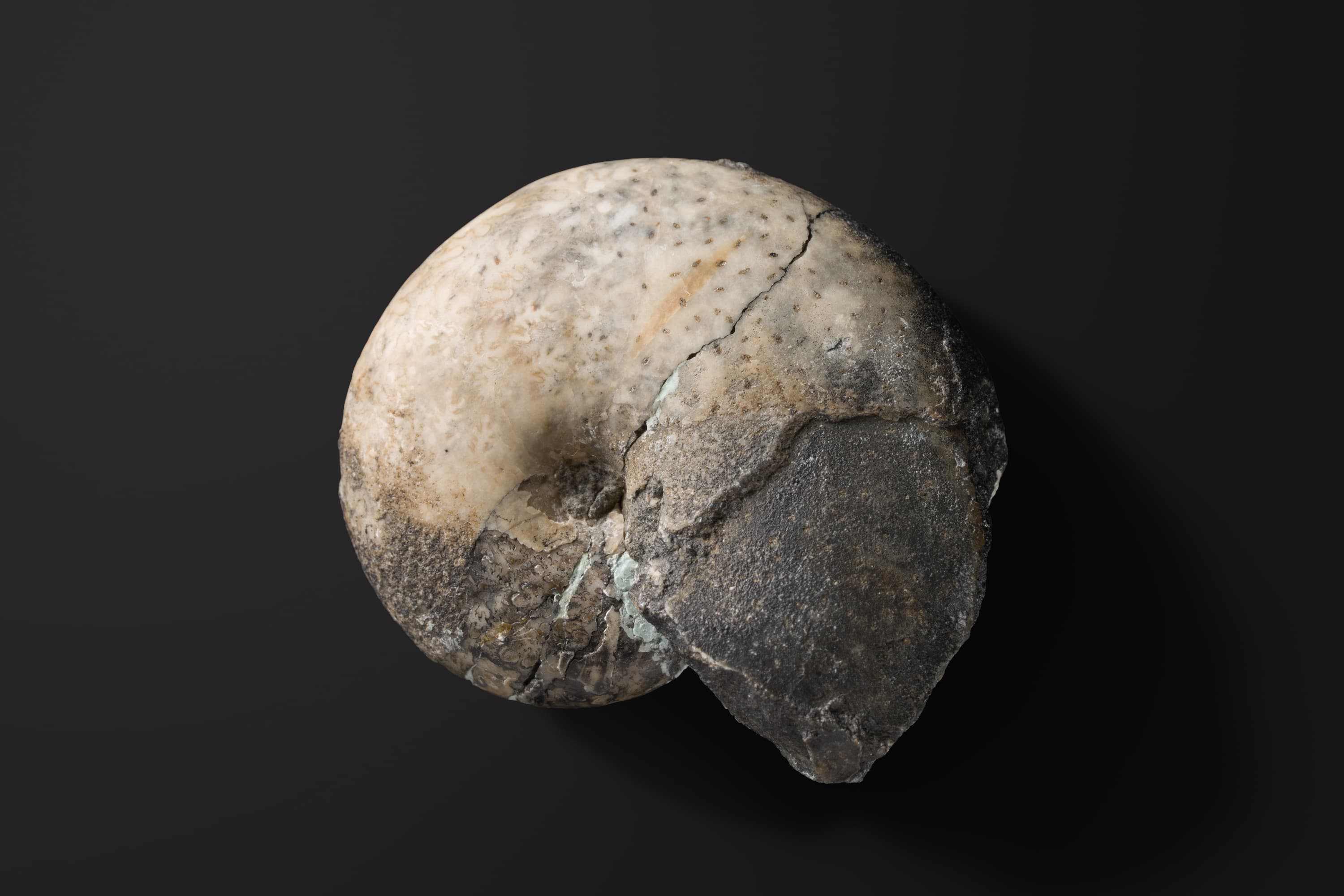 アンモナイト　ゴレトフィロセラス フォルネイ1