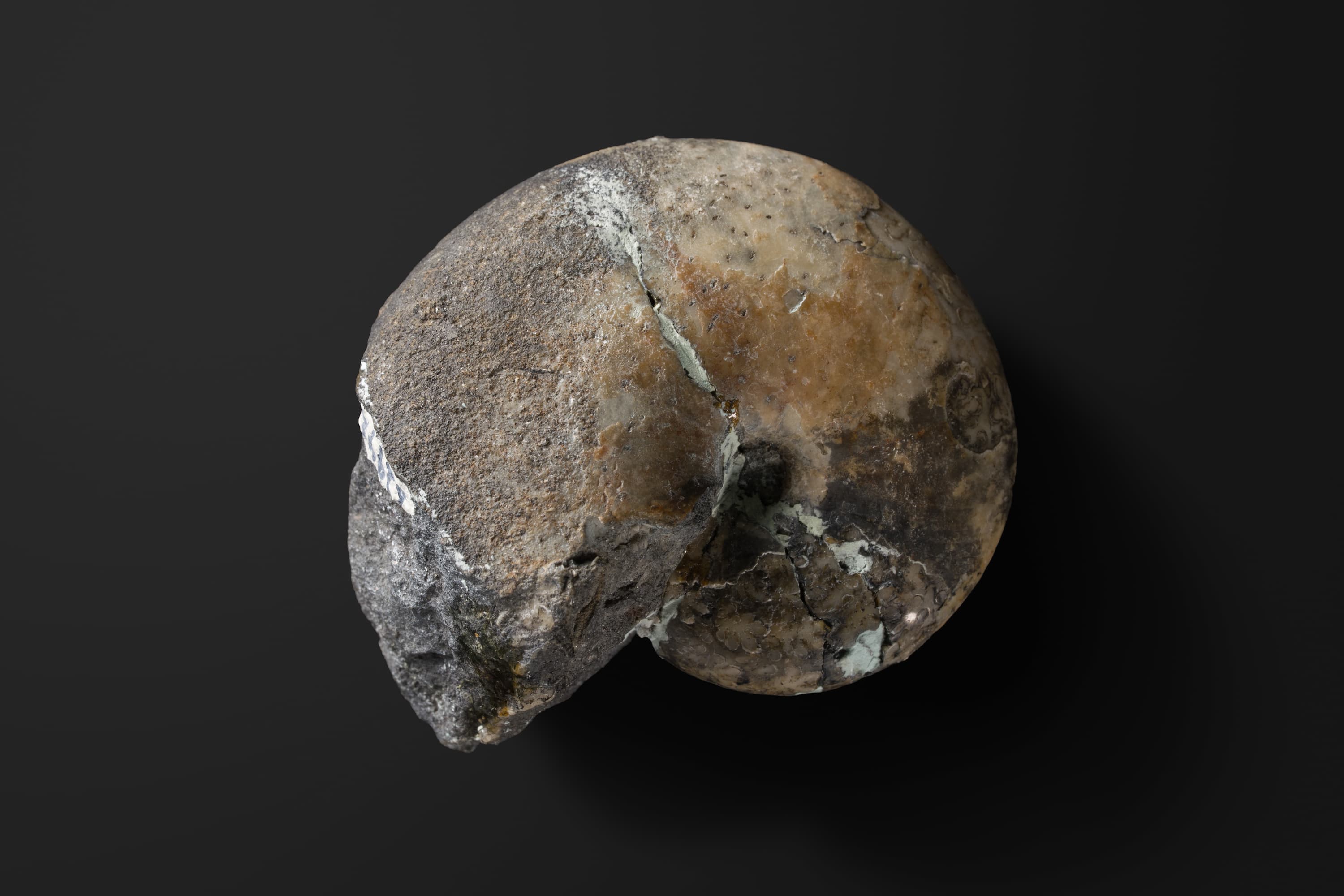 アンモナイト　ゴレトフィロセラス フォルネイ2