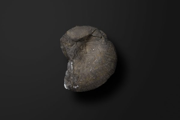 アンモナイト　フィロパキセラス イワテンセ画像