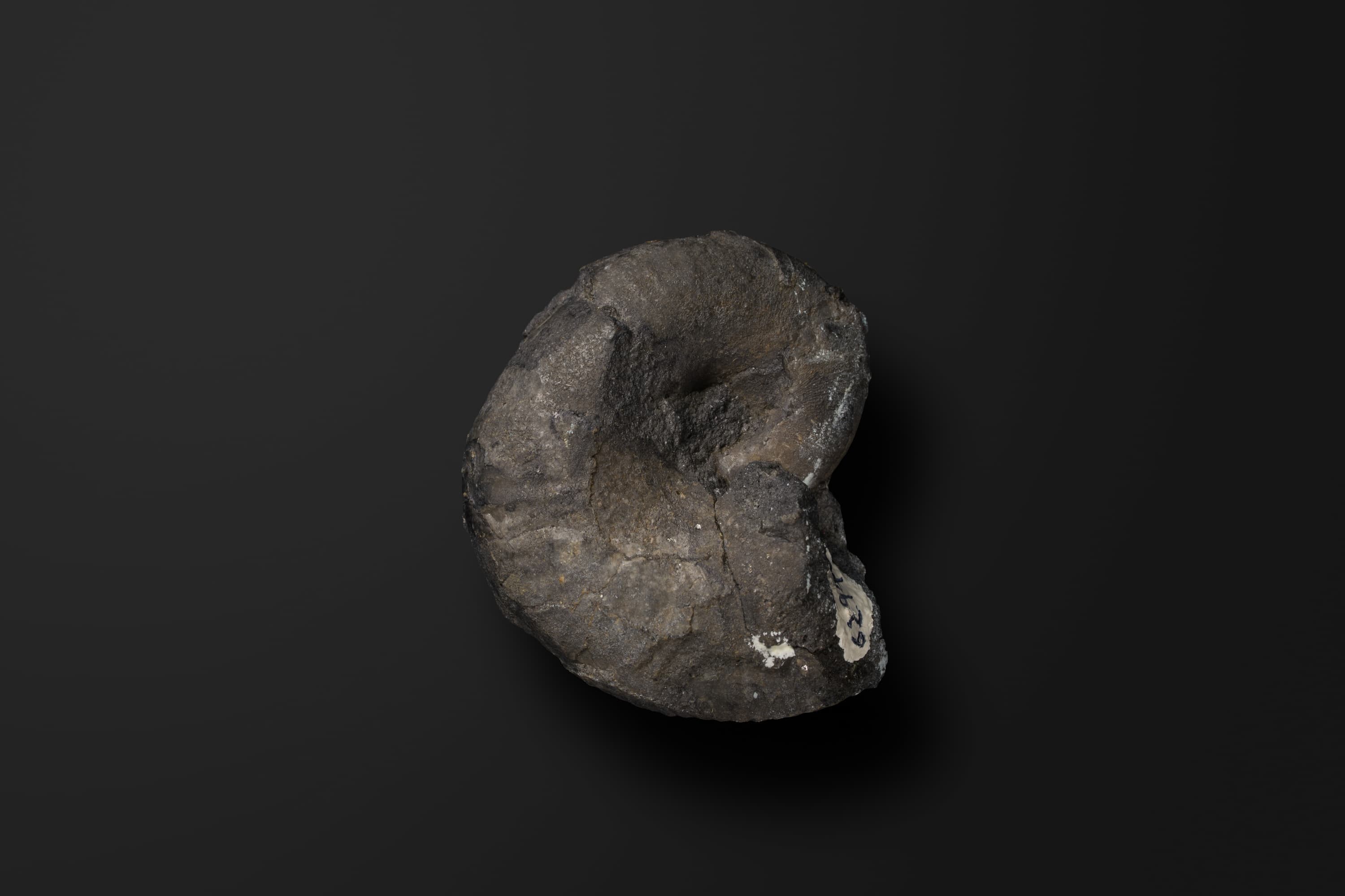 アンモナイト　フィロパキセラス イワテンセ2