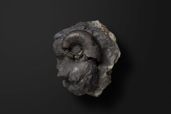 アンモナイト　ピクテティア アスティエリアナ画像