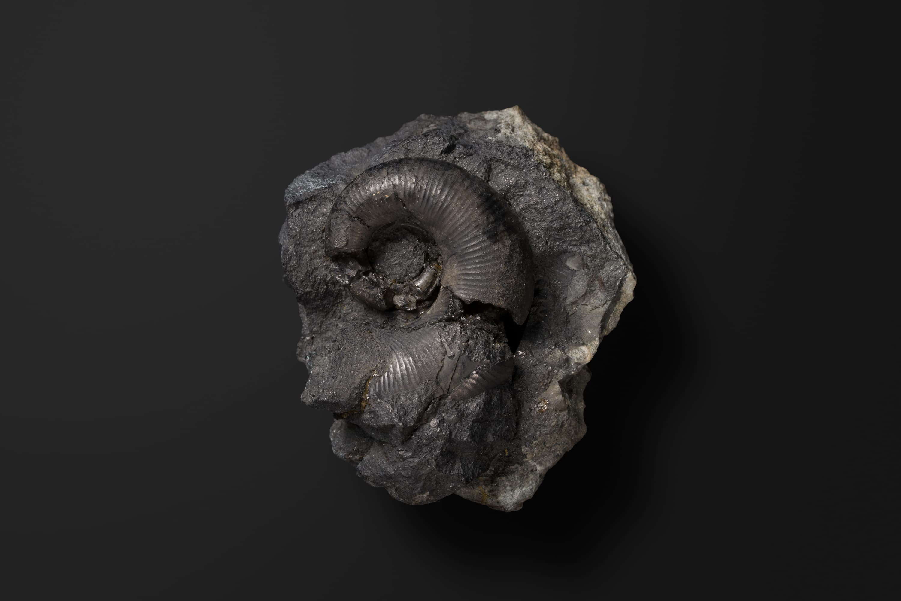 アンモナイト　ピクテティア アスティエリアナ1