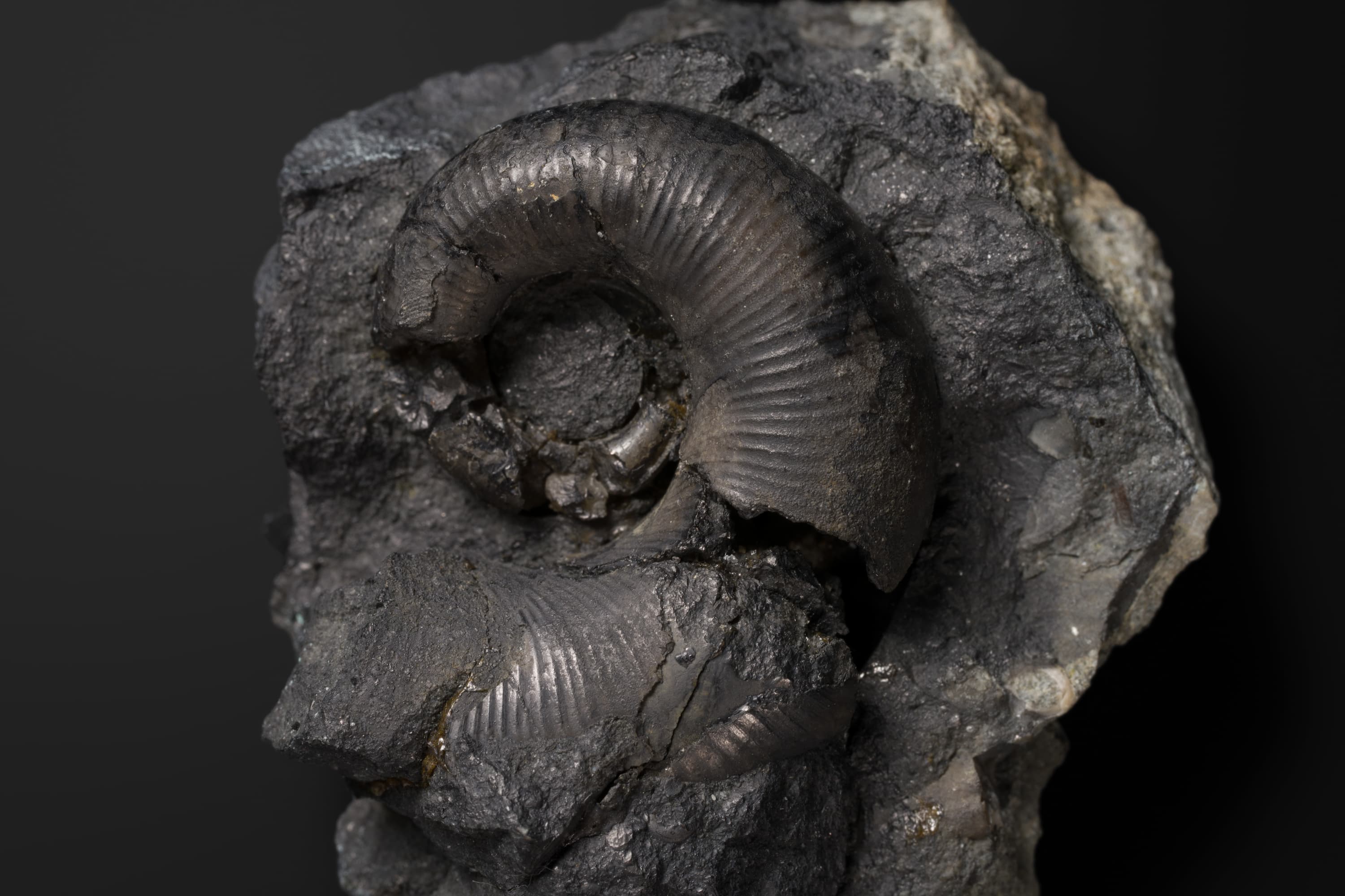 アンモナイト　ピクテティア アスティエリアナ2