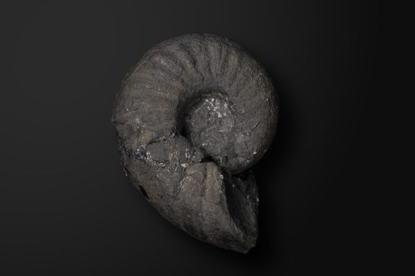 アンモナイト　エオゴードリセラス アケトエンシス画像