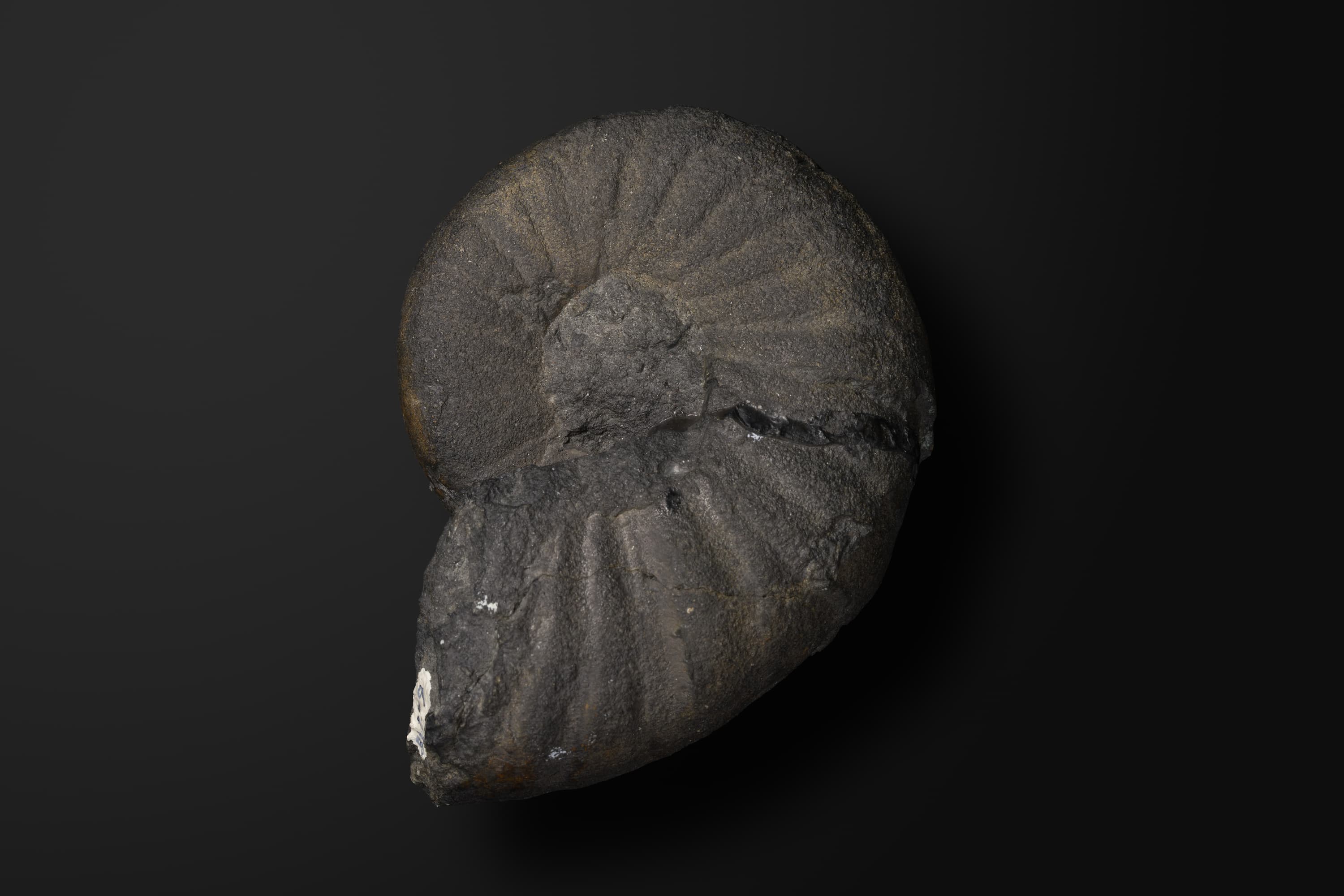 アンモナイト　エオゴードリセラス アケトエンシス2