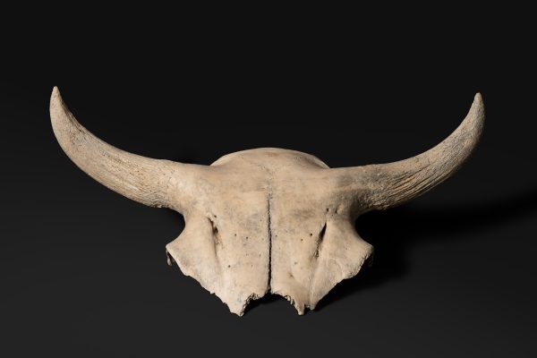 ほ乳類　ハナイズミモリウシ画像