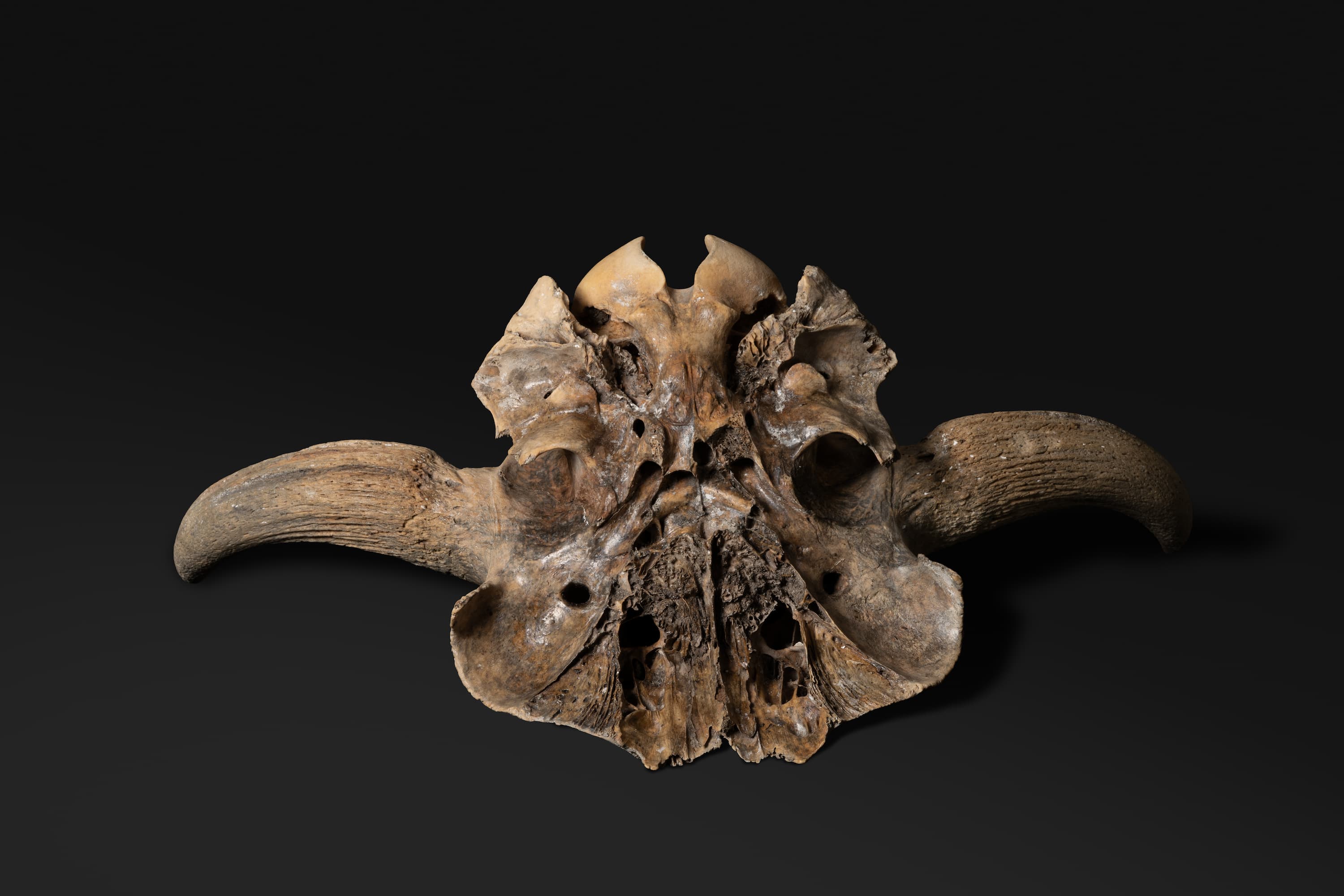 ほ乳類　ハナイズミモリウシ2