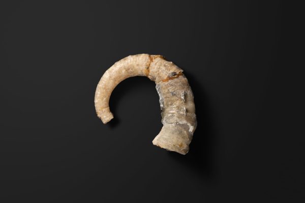 アンモナイト　イディオハミテス パシフィカス画像