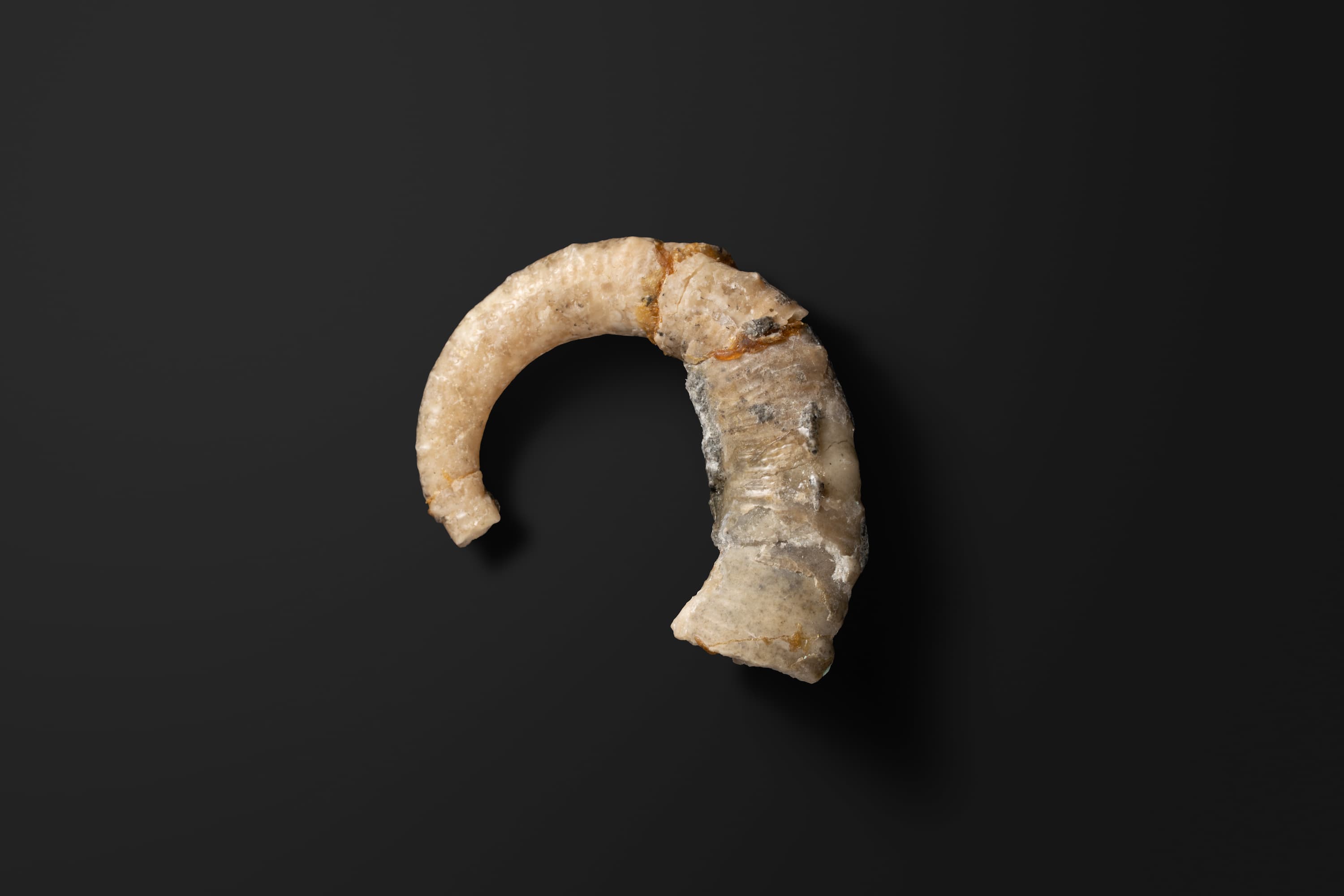 アンモナイト　イディオハミテス パシフィカス1