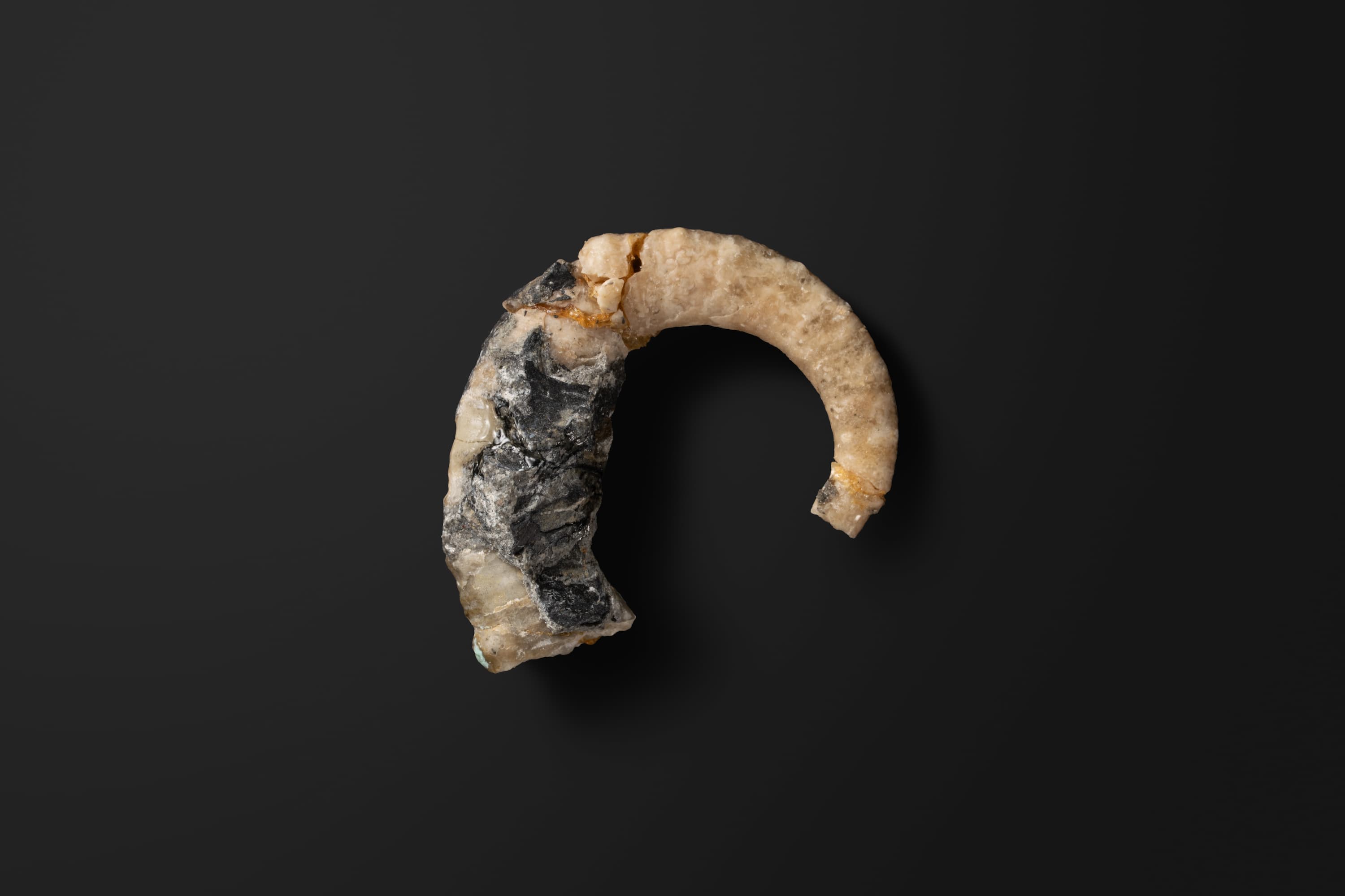 アンモナイト　イディオハミテス パシフィカス2