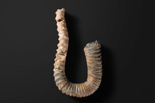 アンモナイト　プロタニソセラス ハナイイ画像