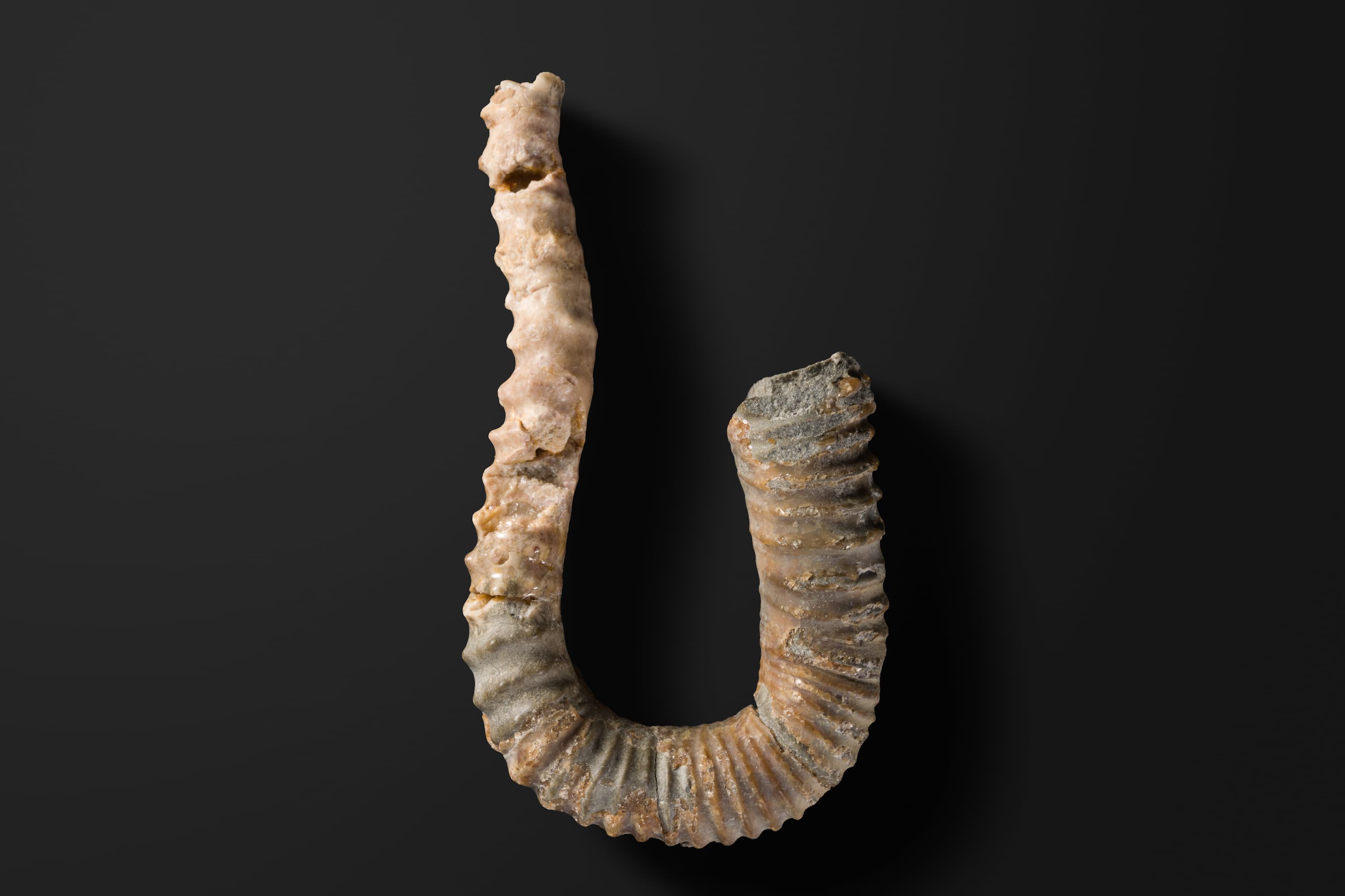 アンモナイト　プロタニソセラス ハナイイ1