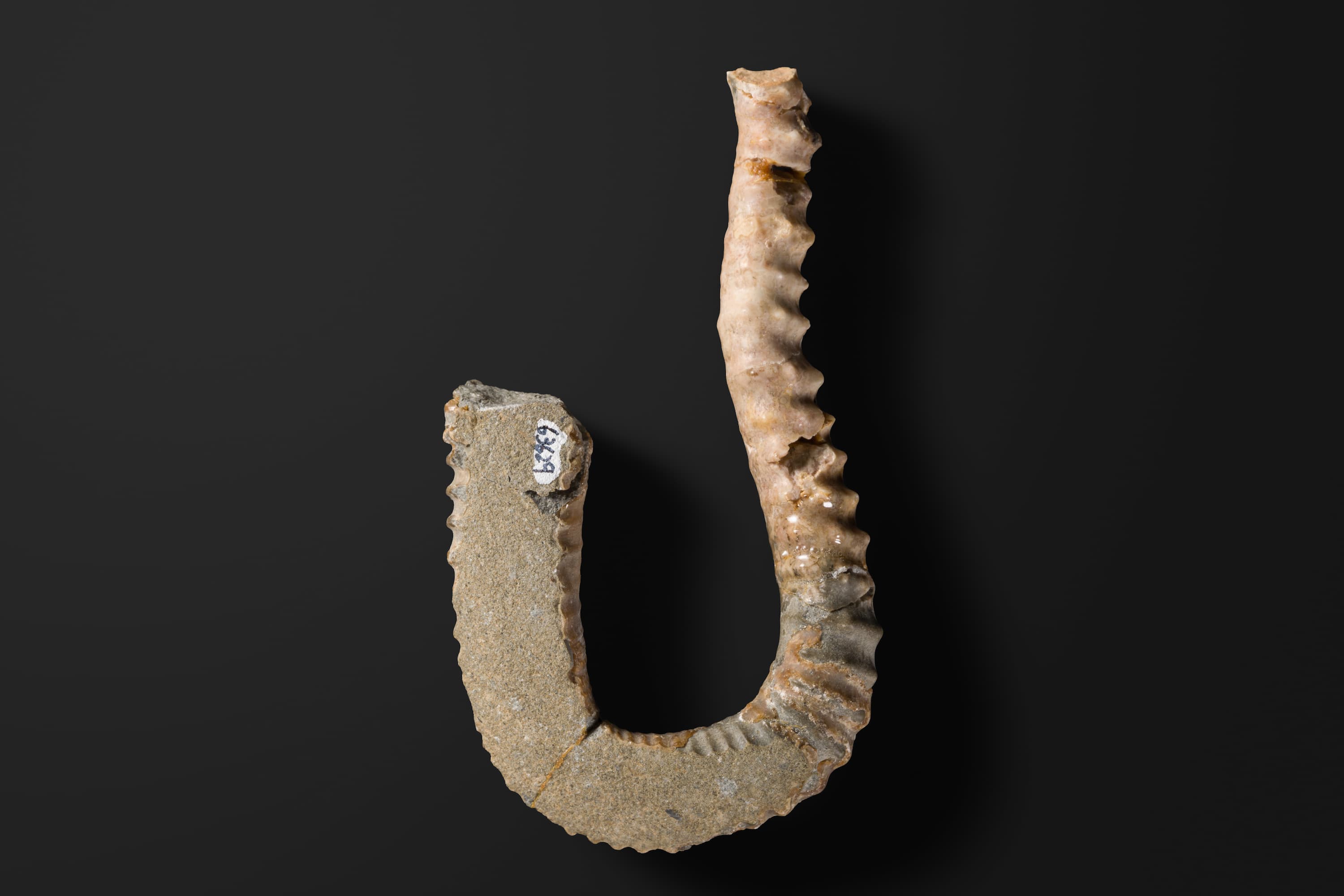 アンモナイト　プロタニソセラス ハナイイ2