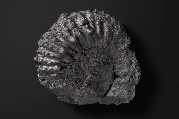 アンモナイト　ドウヴィレイセラス バイフルカタム画像