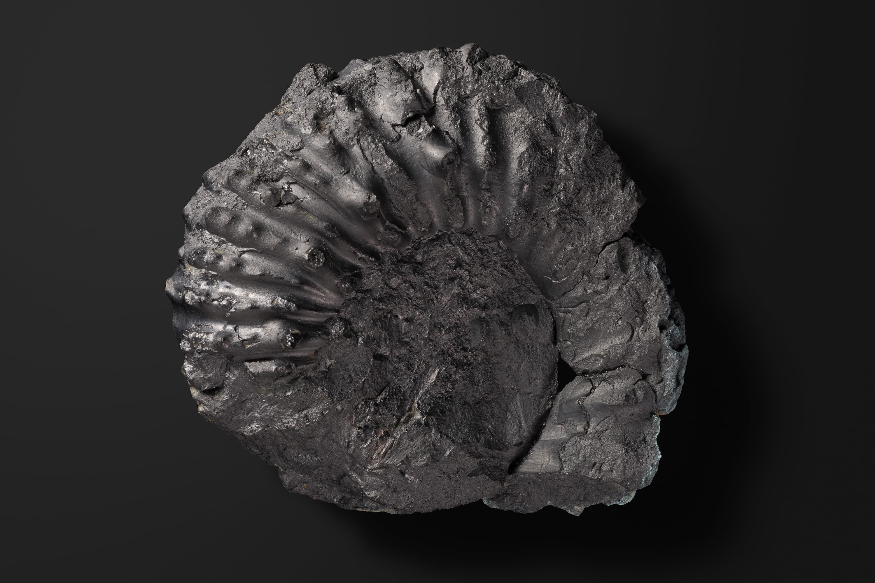 アンモナイト　ドウヴィレイセラス バイフルカタム1