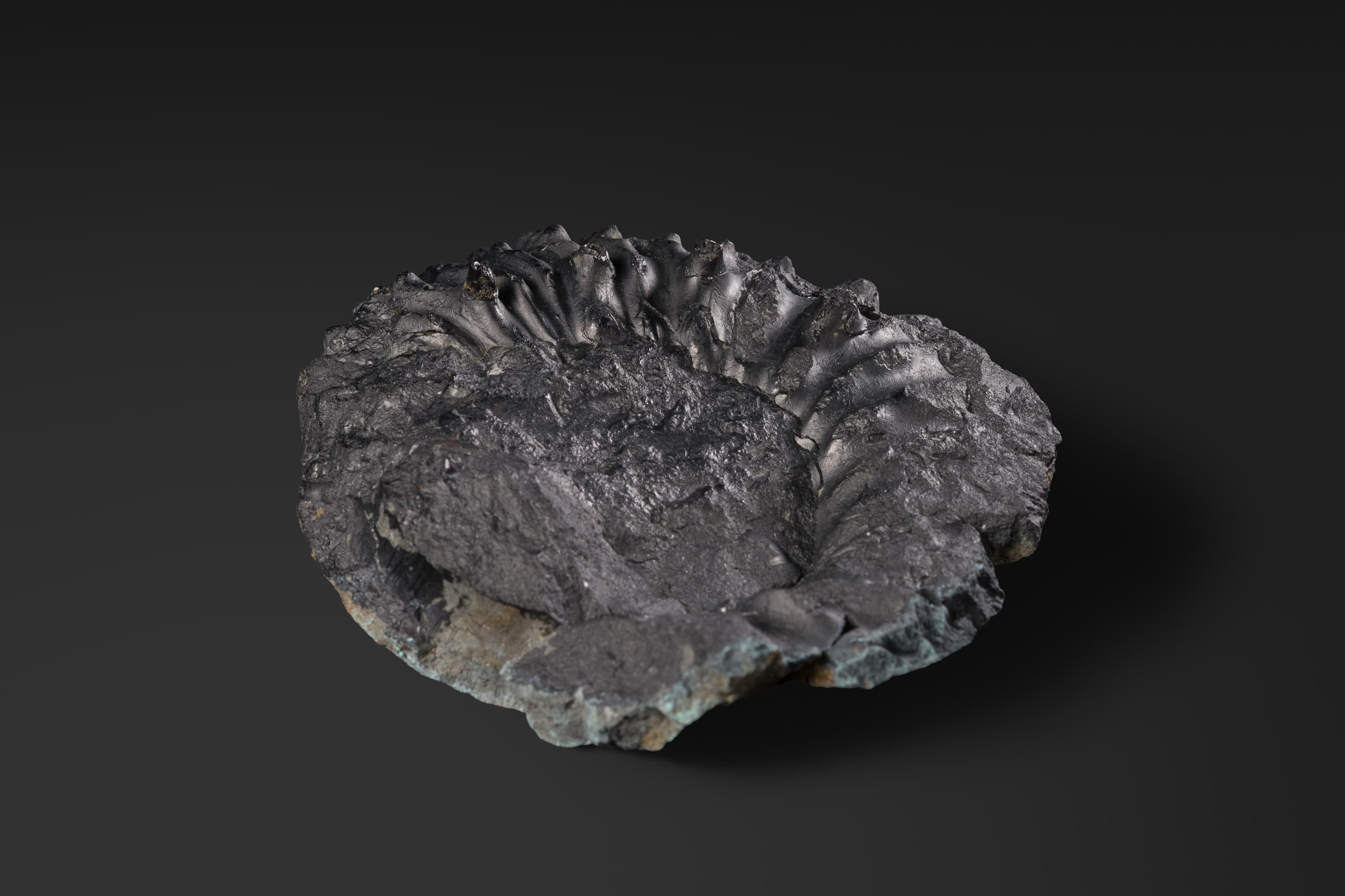 アンモナイト　ドウヴィレイセラス バイフルカタム2