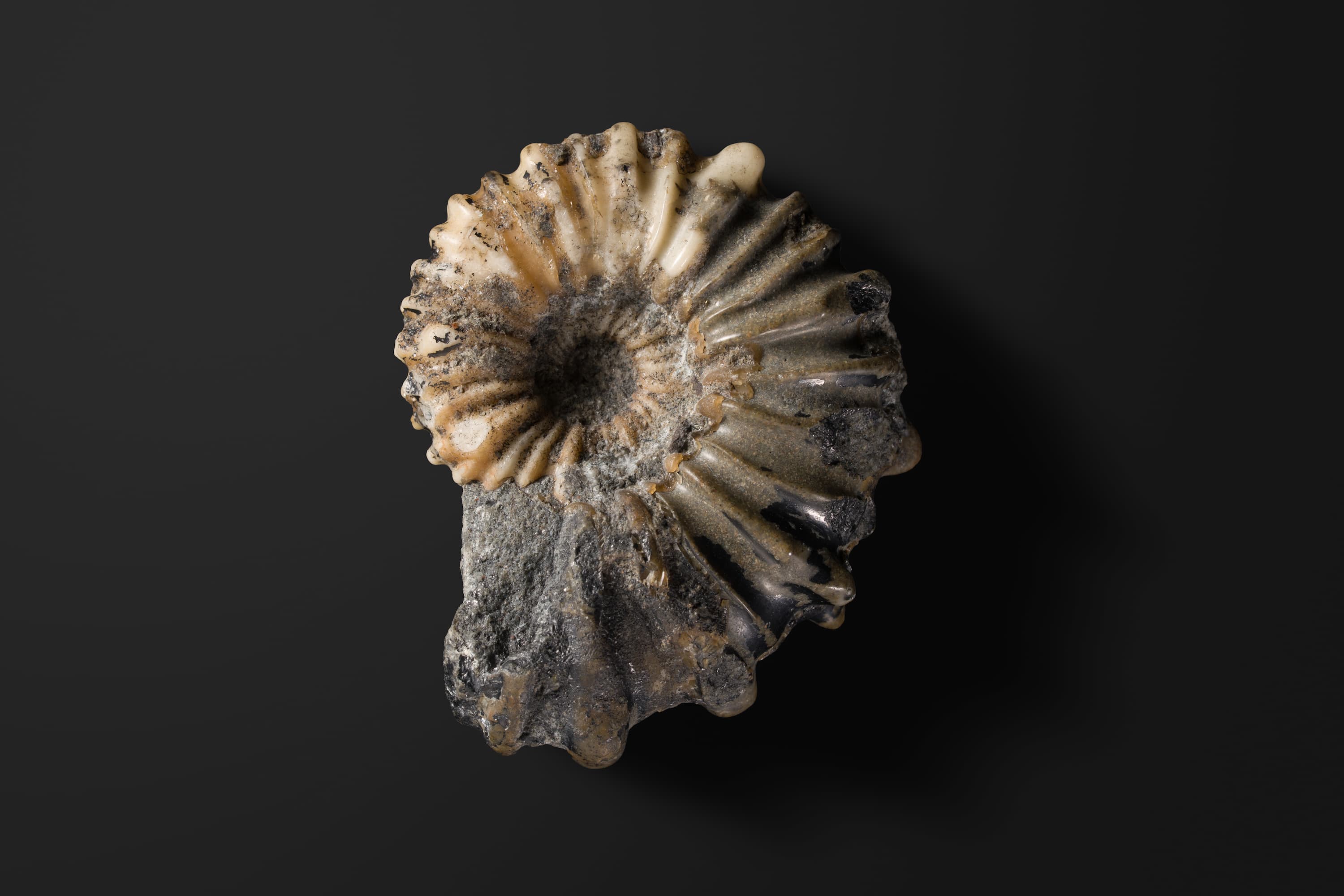 アンモナイト　ディアドコセラス ノドソコスタティフォルメ1