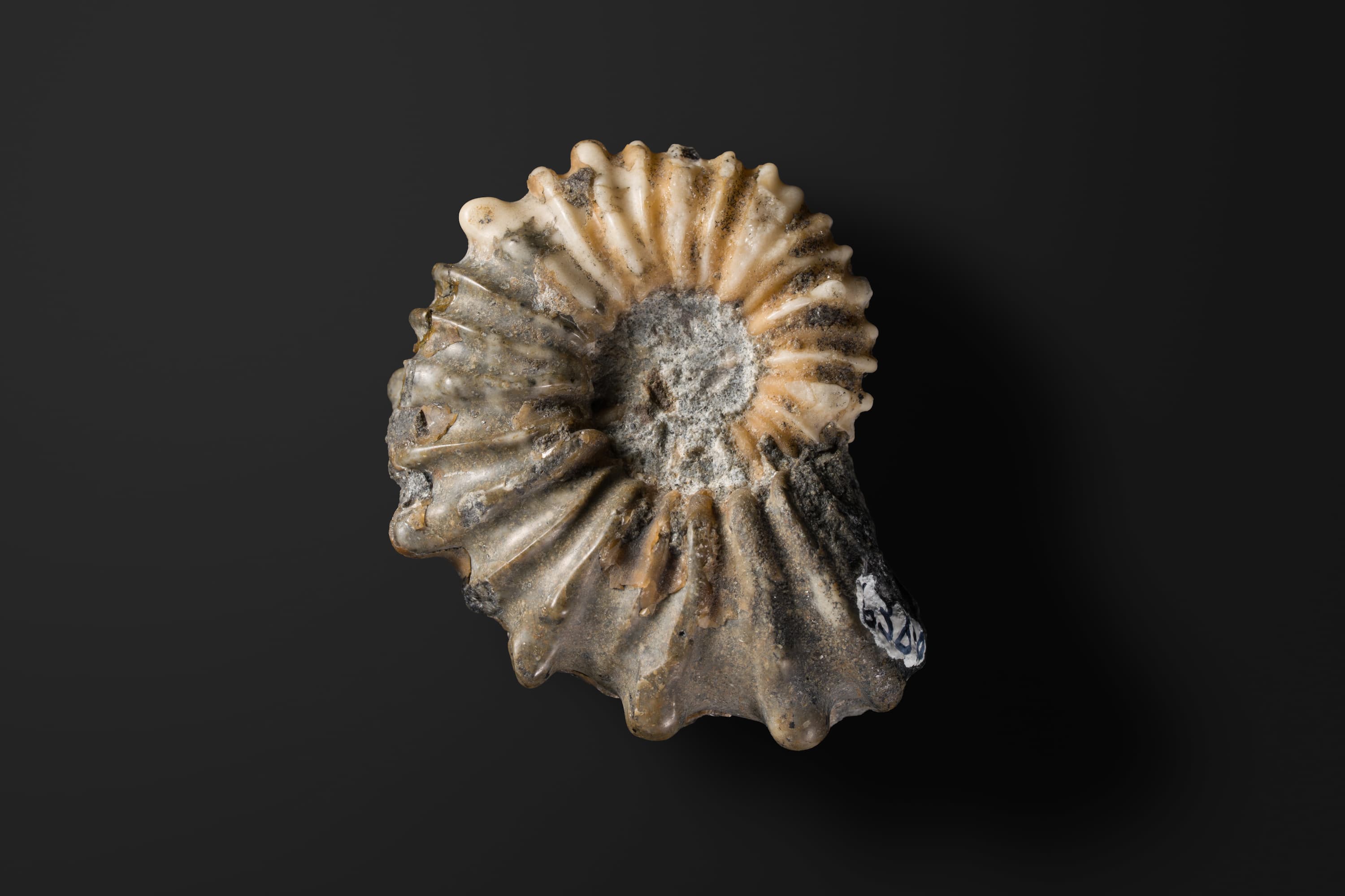 アンモナイト　ディアドコセラス ノドソコスタティフォルメ2