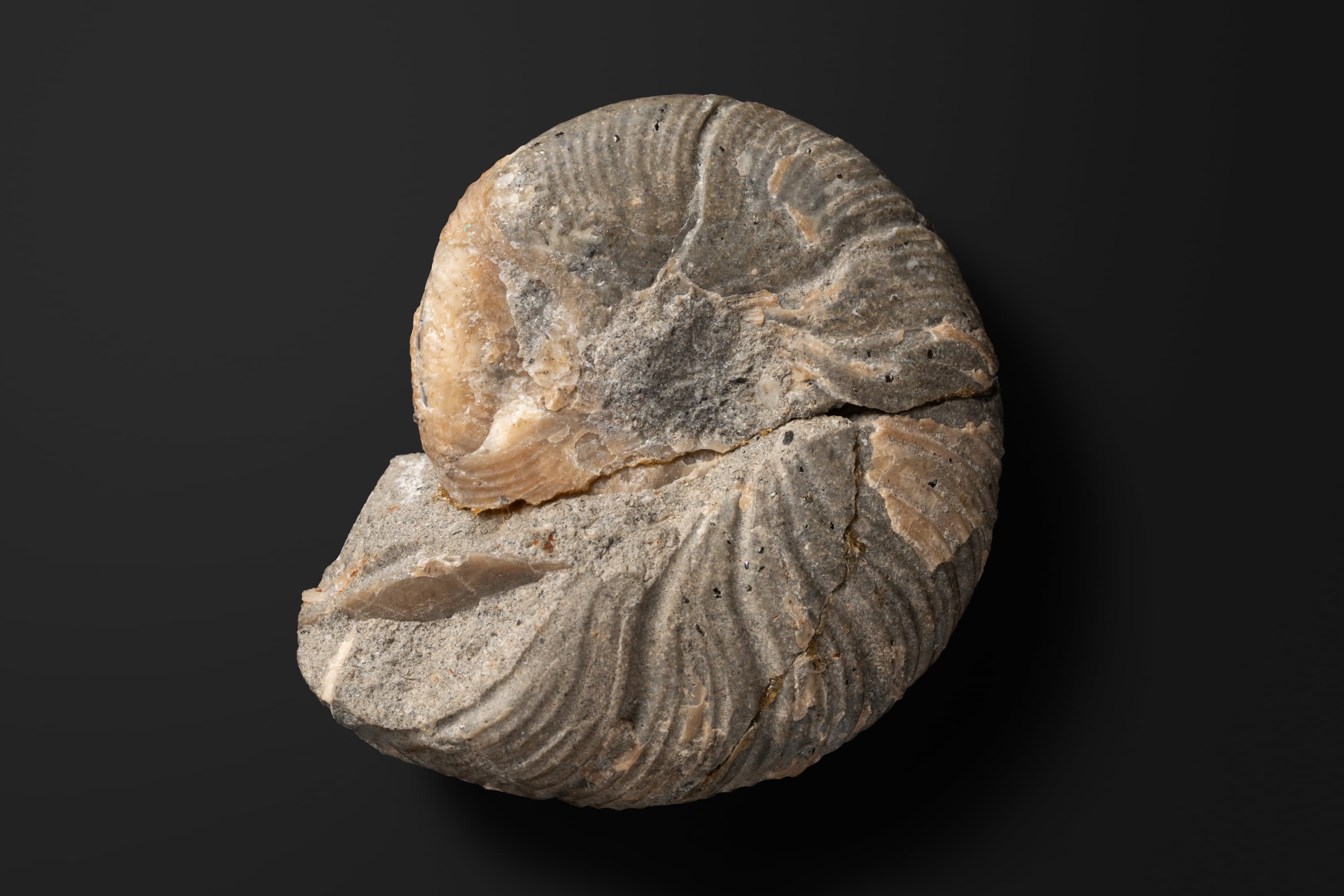 アンモナイト　マーシャルリテス ミヤコエンシス1