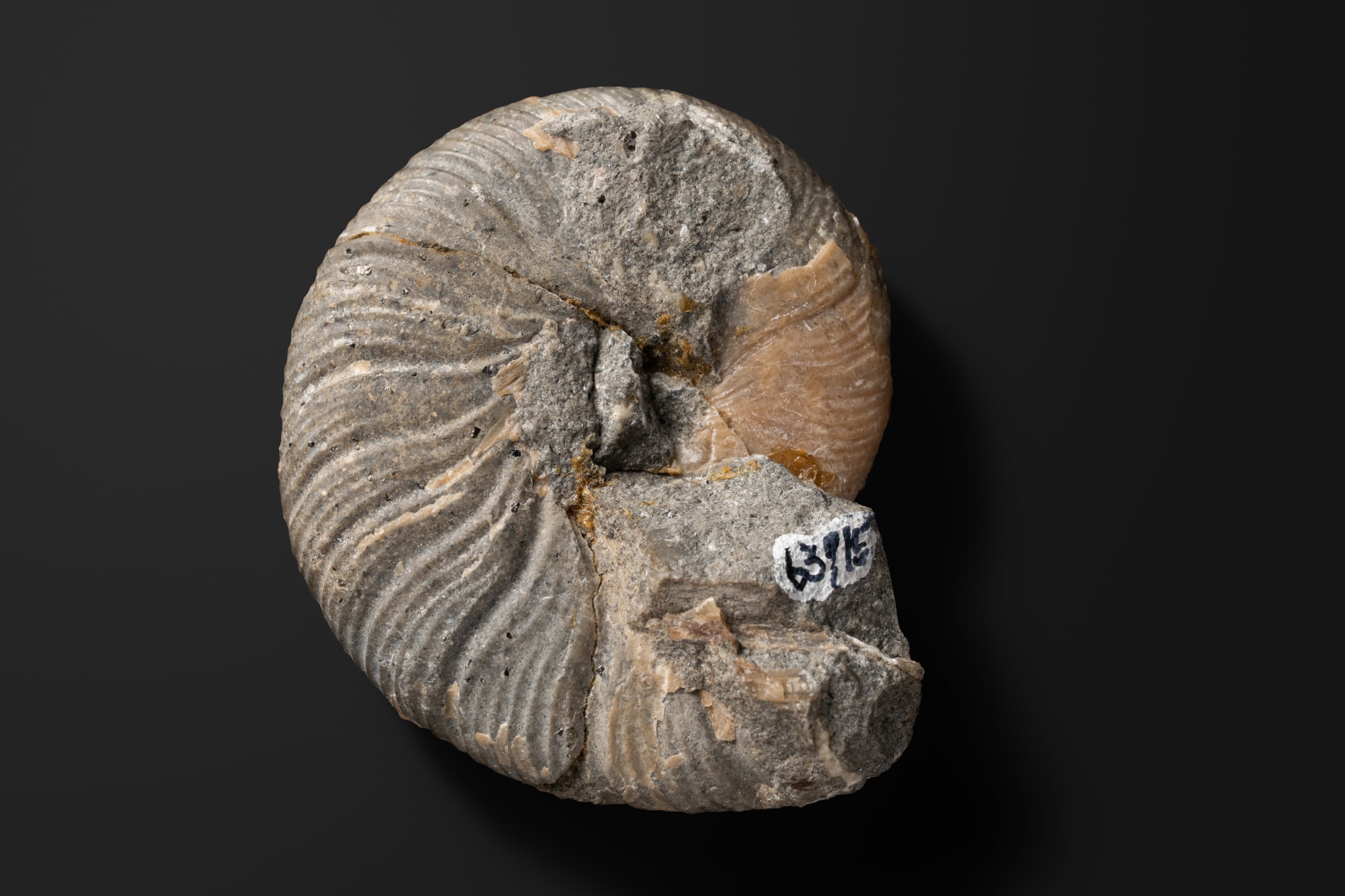 アンモナイト　マーシャルリテス ミヤコエンシス2