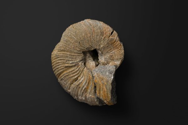 アンモナイト　フレニテス キタムライ画像