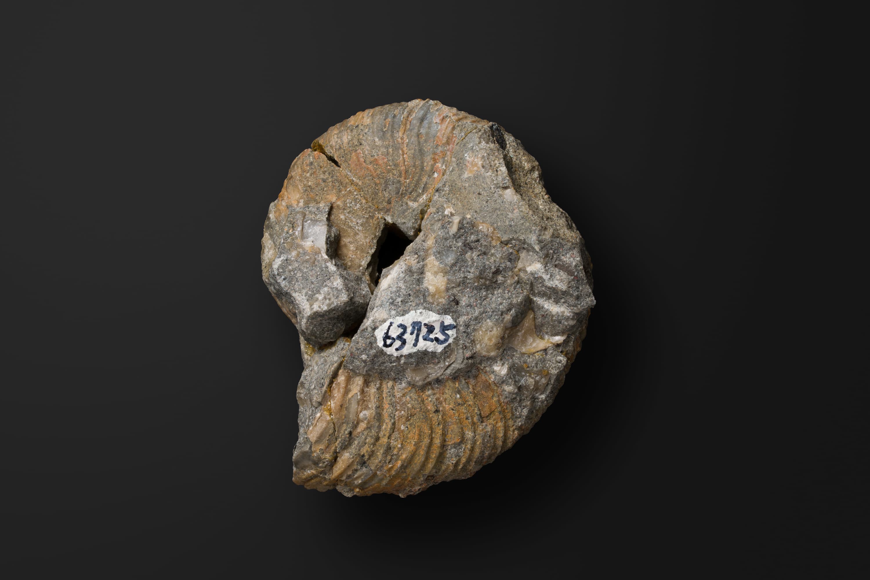 アンモナイト　フレニテス キタムライ2