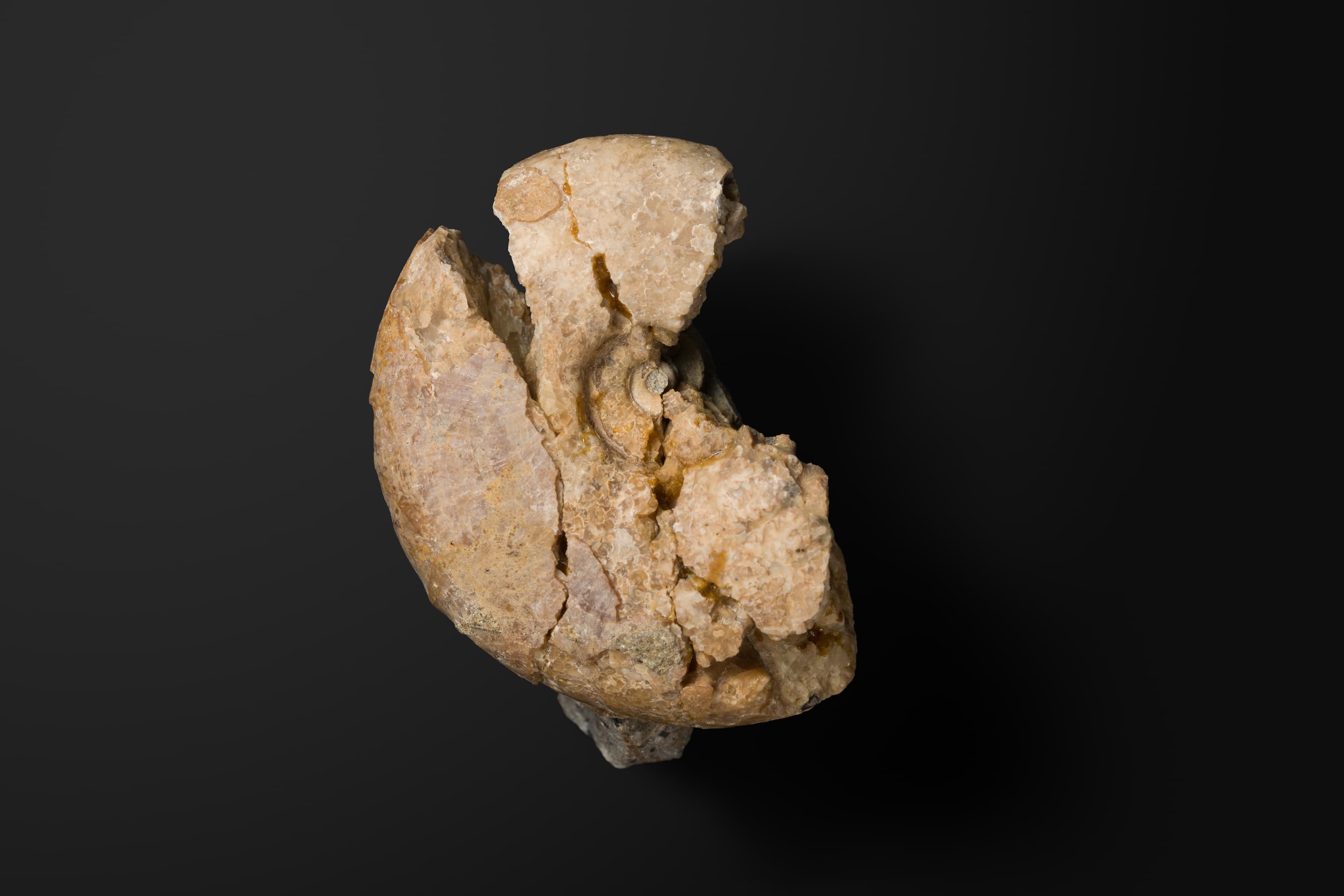 アンモナイト　デスモセラス サンリクカム1