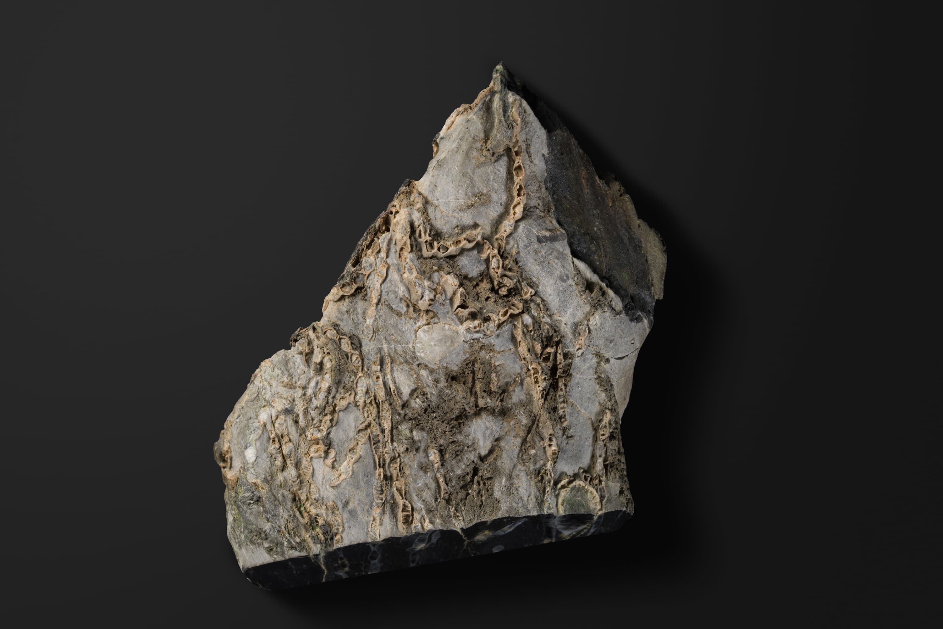 床板サンゴ　クサリサンゴ1