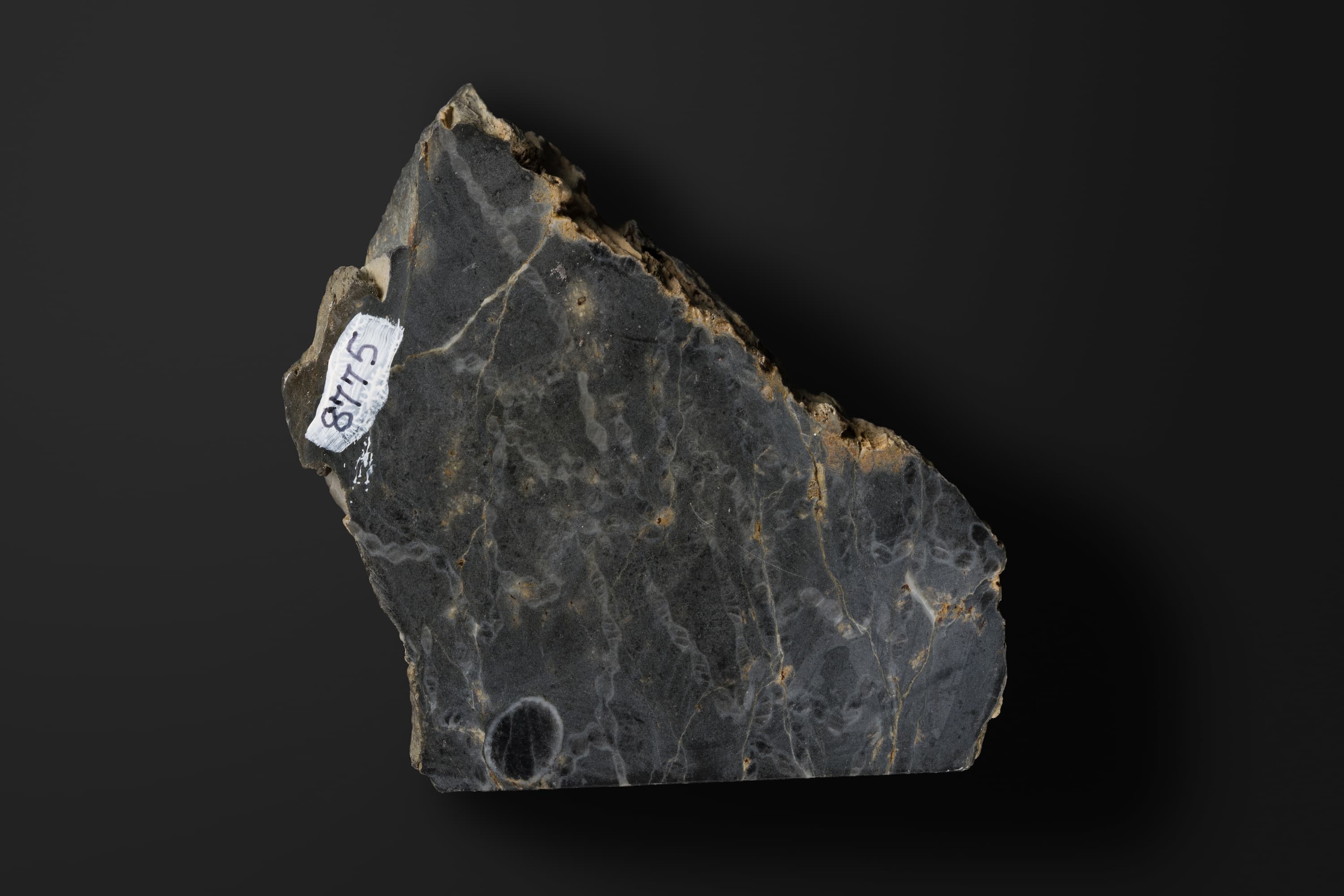 床板サンゴ　クサリサンゴ2