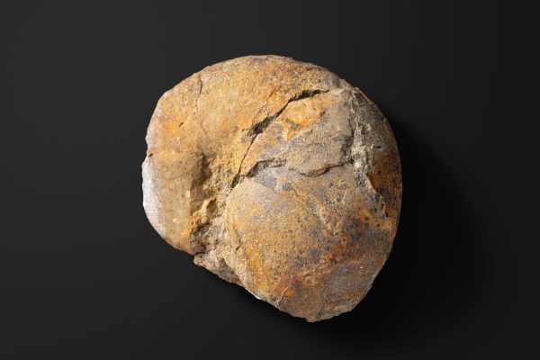 アンモナイト　ホコフィロセラス カウカシカム画像