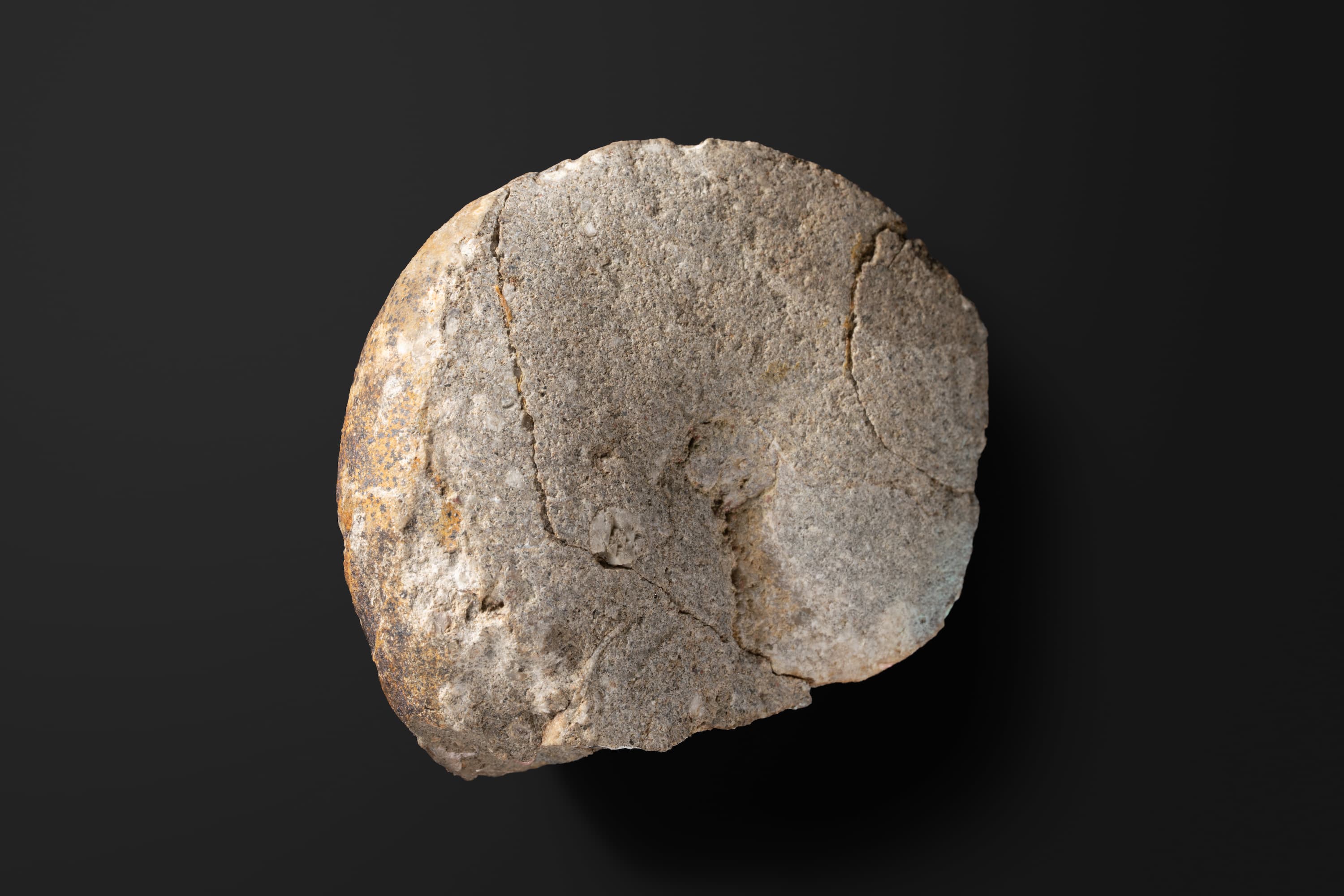 アンモナイト　ホコフィロセラス カウカシカム2