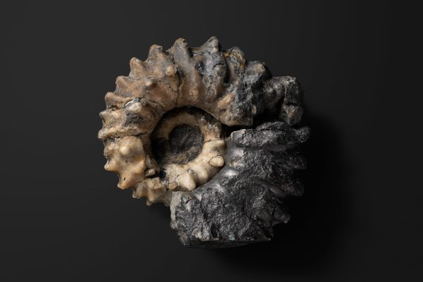 アンモナイト　ドウヴィレイセラス バイフルカタム画像