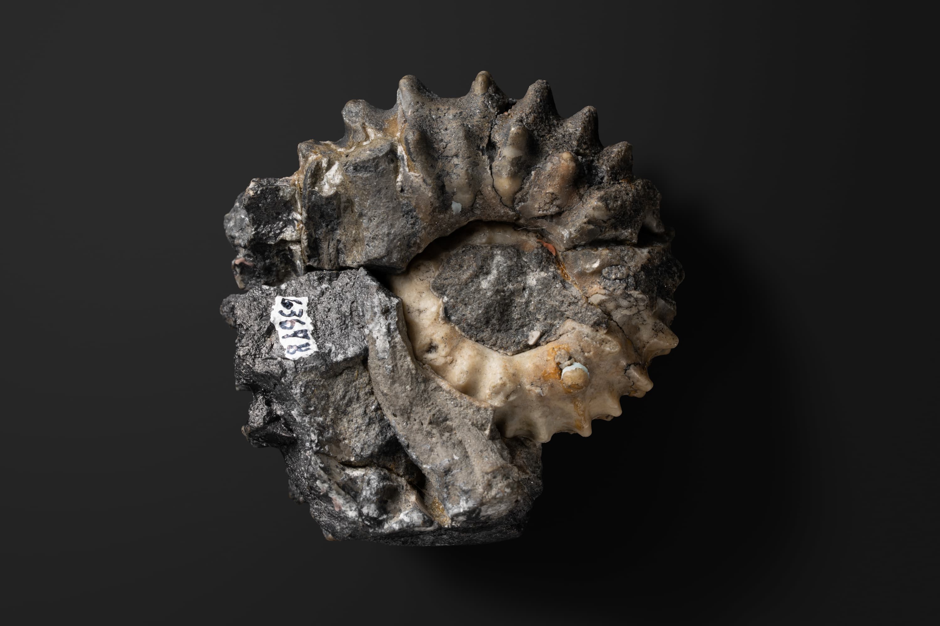 アンモナイト　ドウヴィレイセラス バイフルカタム2