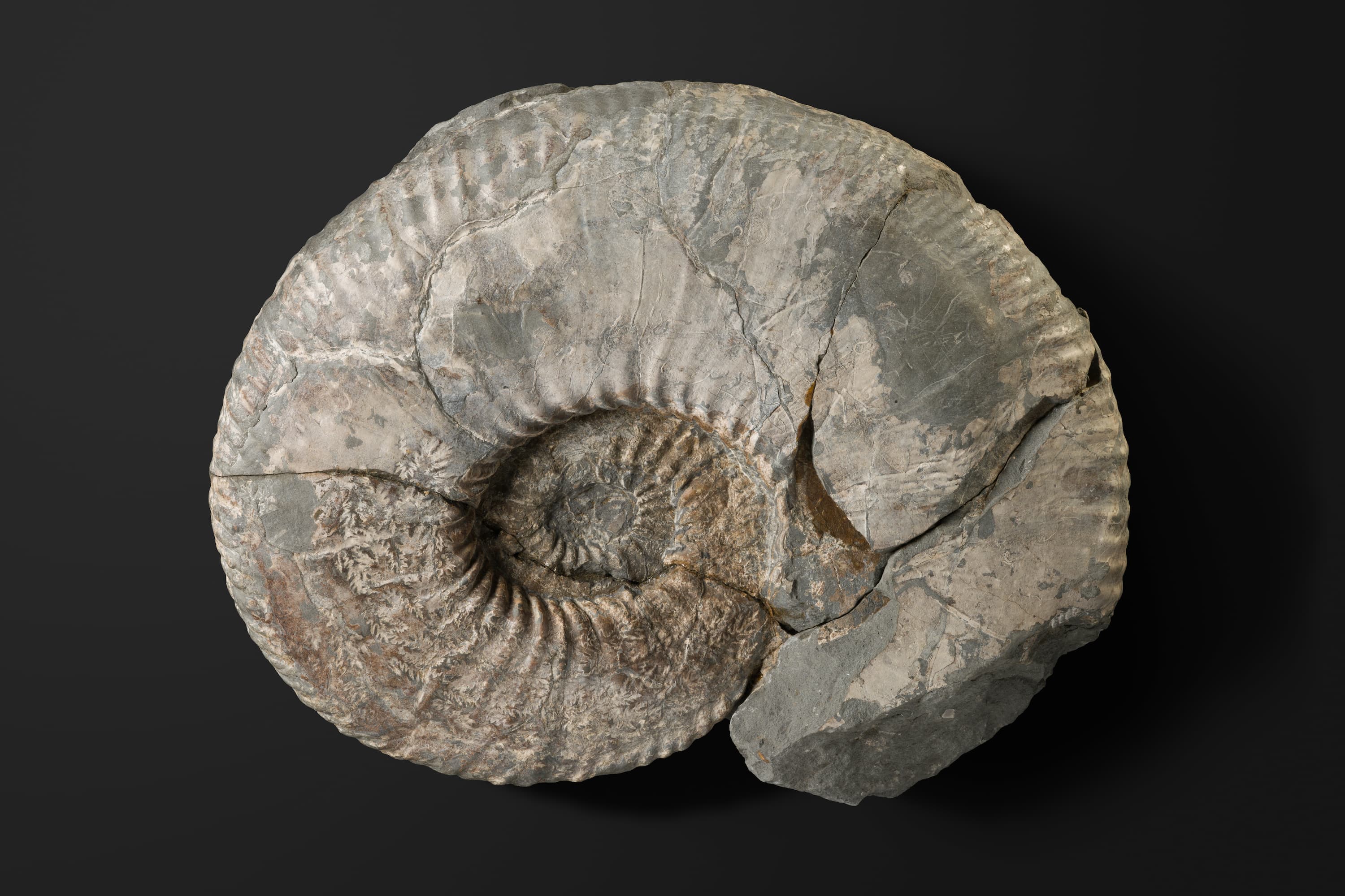 アンモナイト　ヒパカンソプリテス カワカミイ1