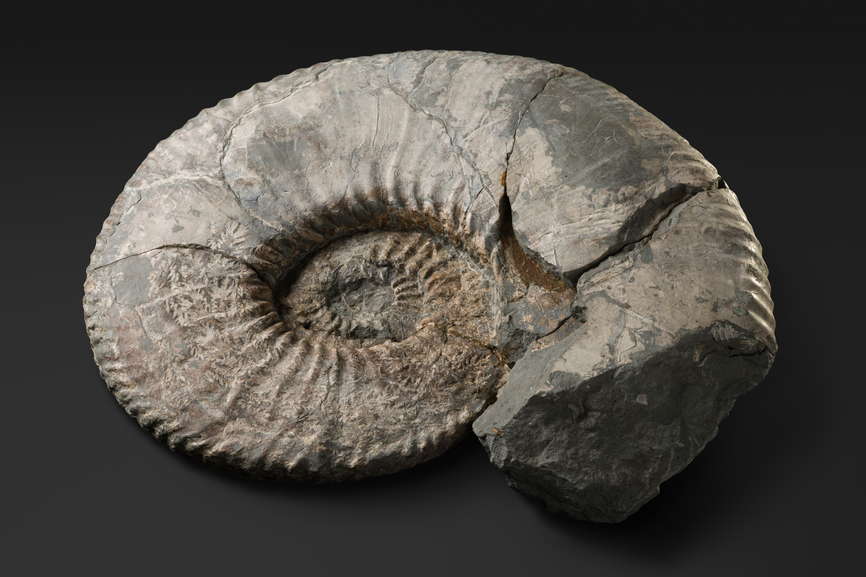 アンモナイト　ヒパカンソプリテス カワカミイ2