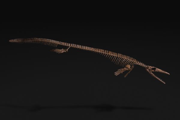 は虫類　クリダステス画像