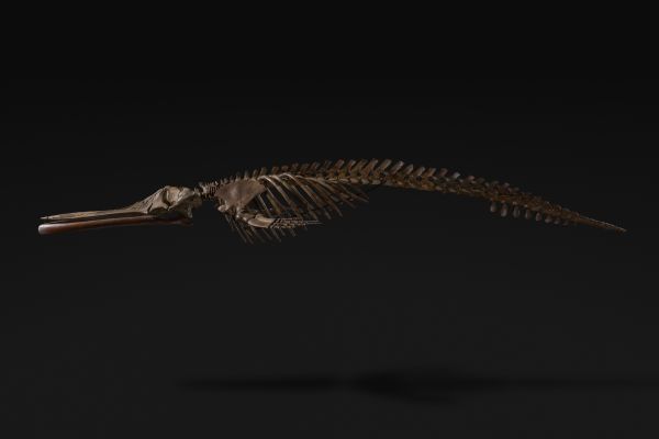 ほ乳類　ミズホクジラ画像